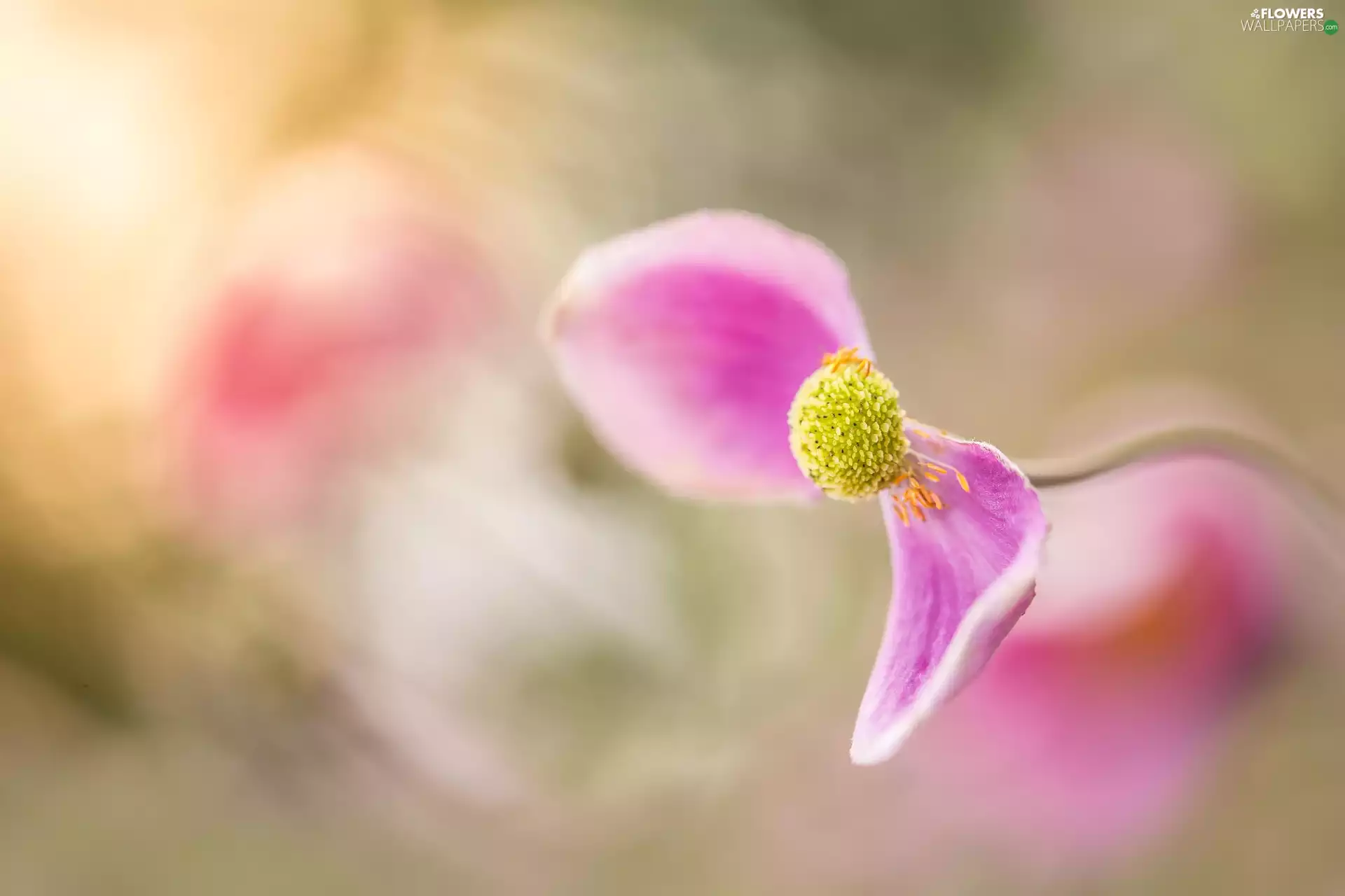Two cars, flakes, Pink, anemone, Colourfull Flowers