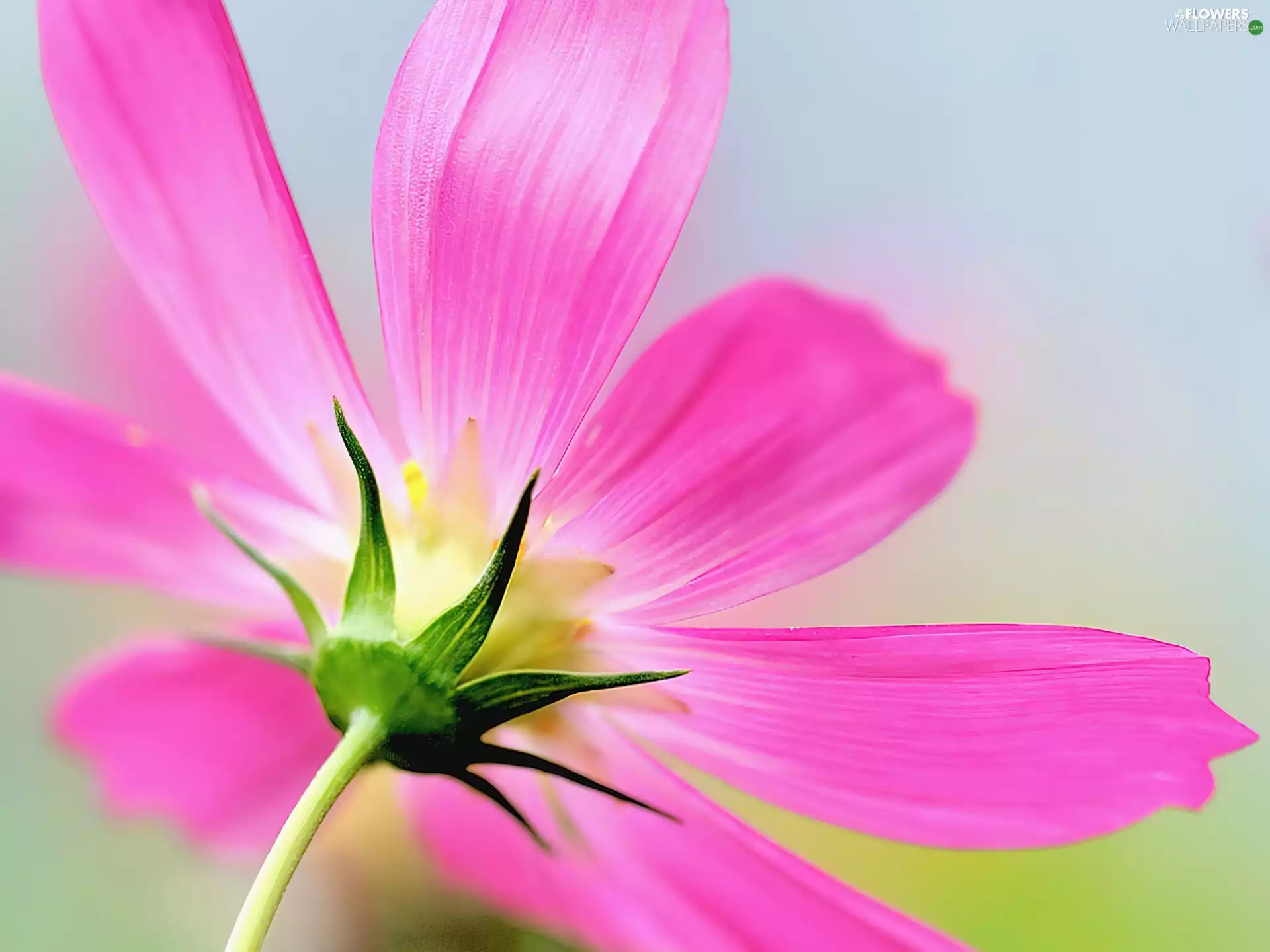 flakes, Colourfull Flowers, Pink