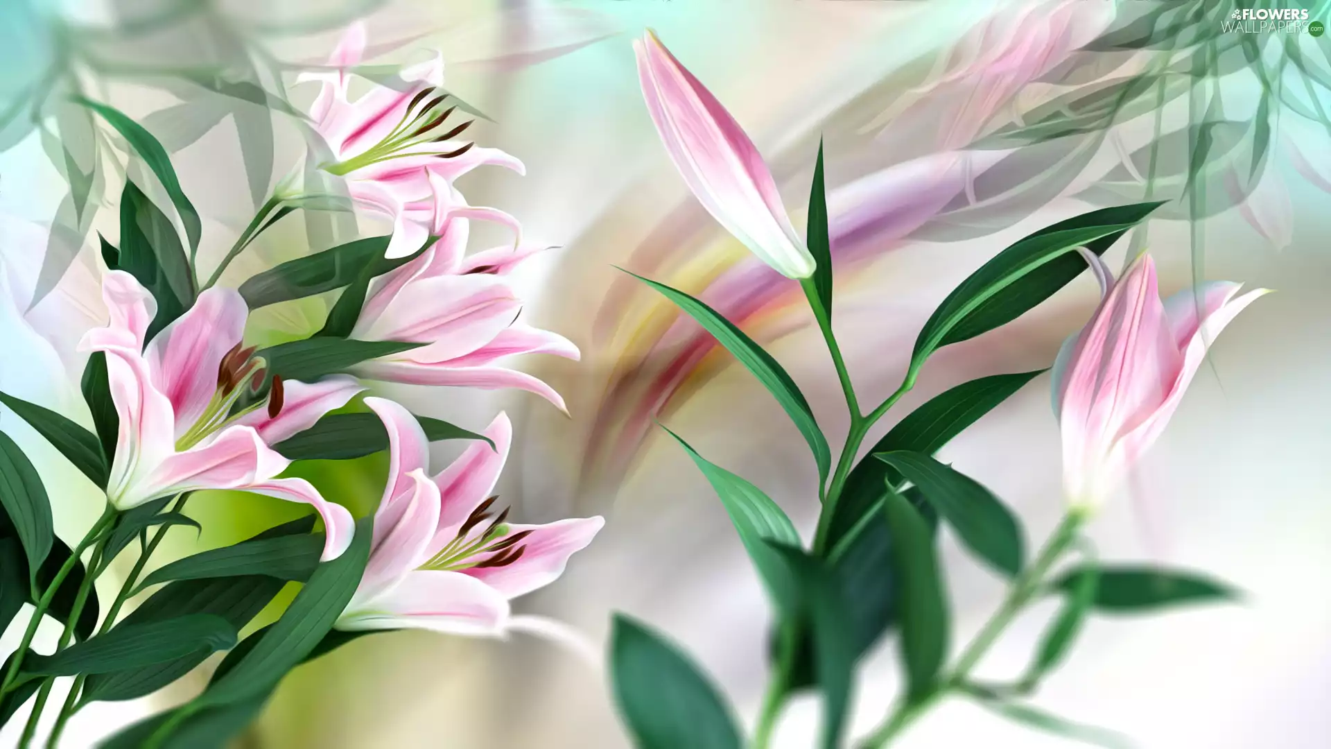 Flowers, lilies, 2D, Pink