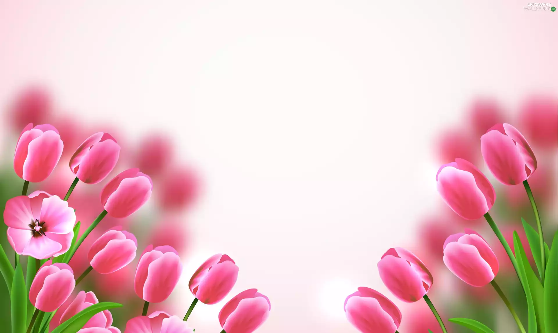 Flowers, Tulips, 2D, Pink