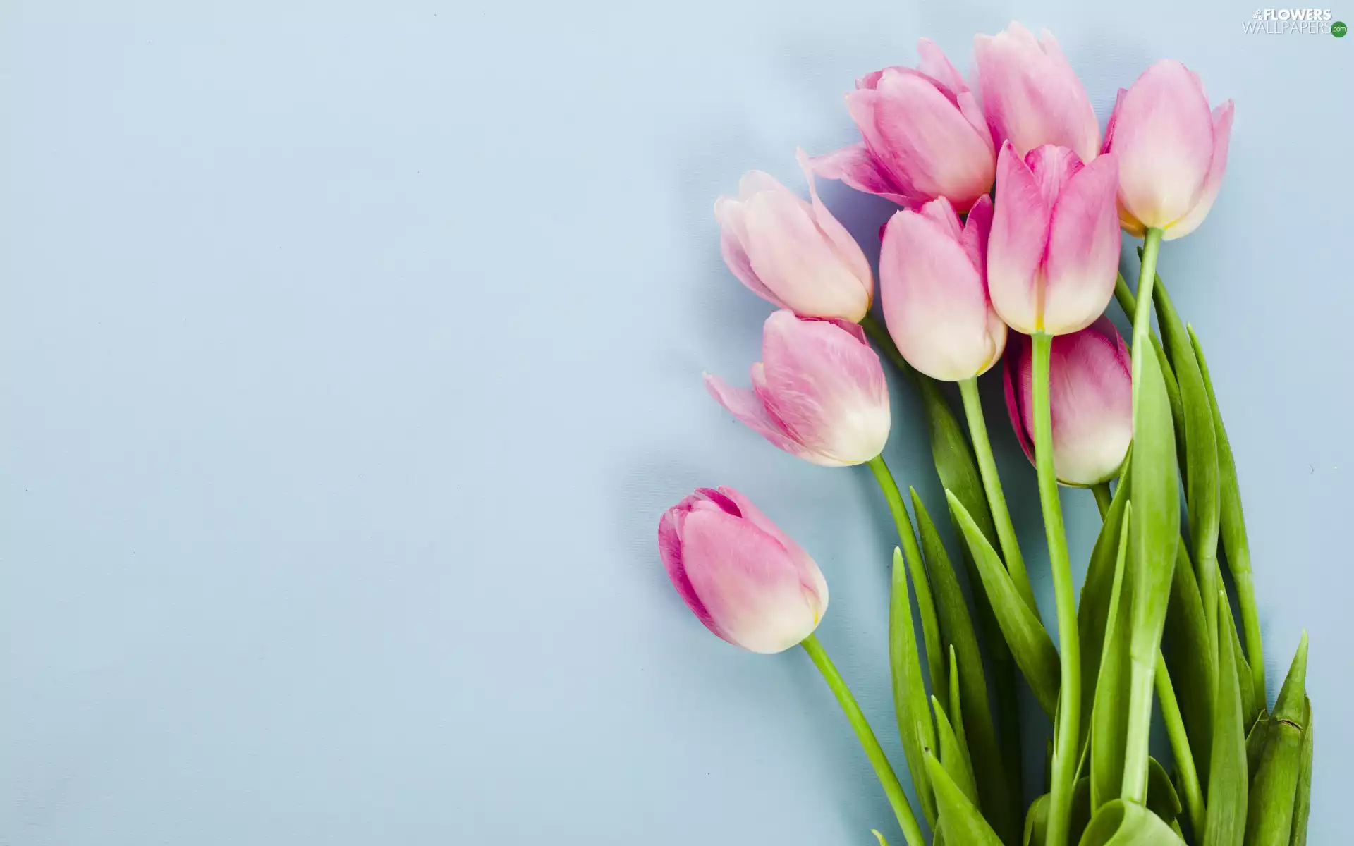 bouquet, Colorful Background, Pink, Tulips, Flowers