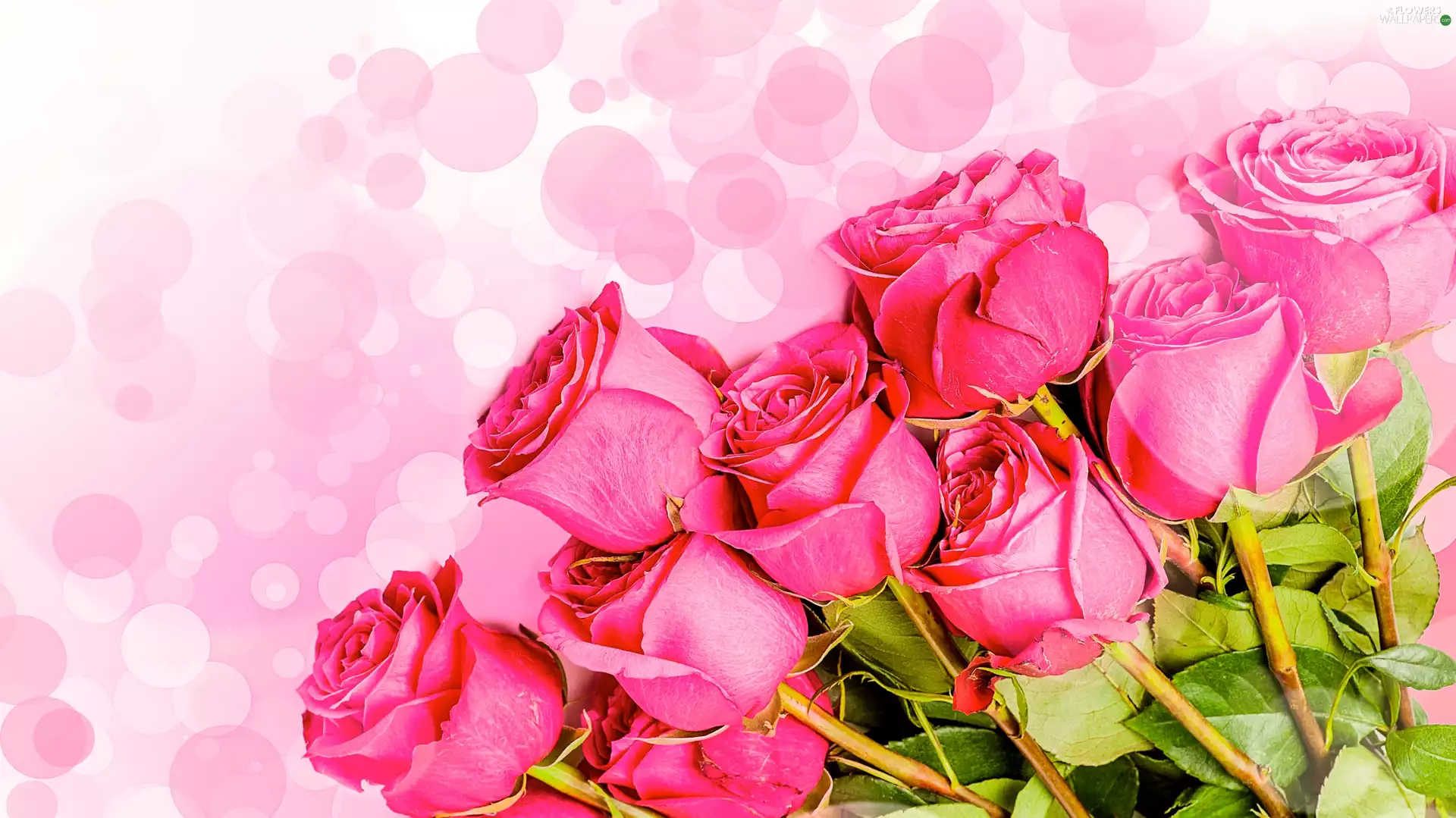 Flowers, roses, blur, Pink