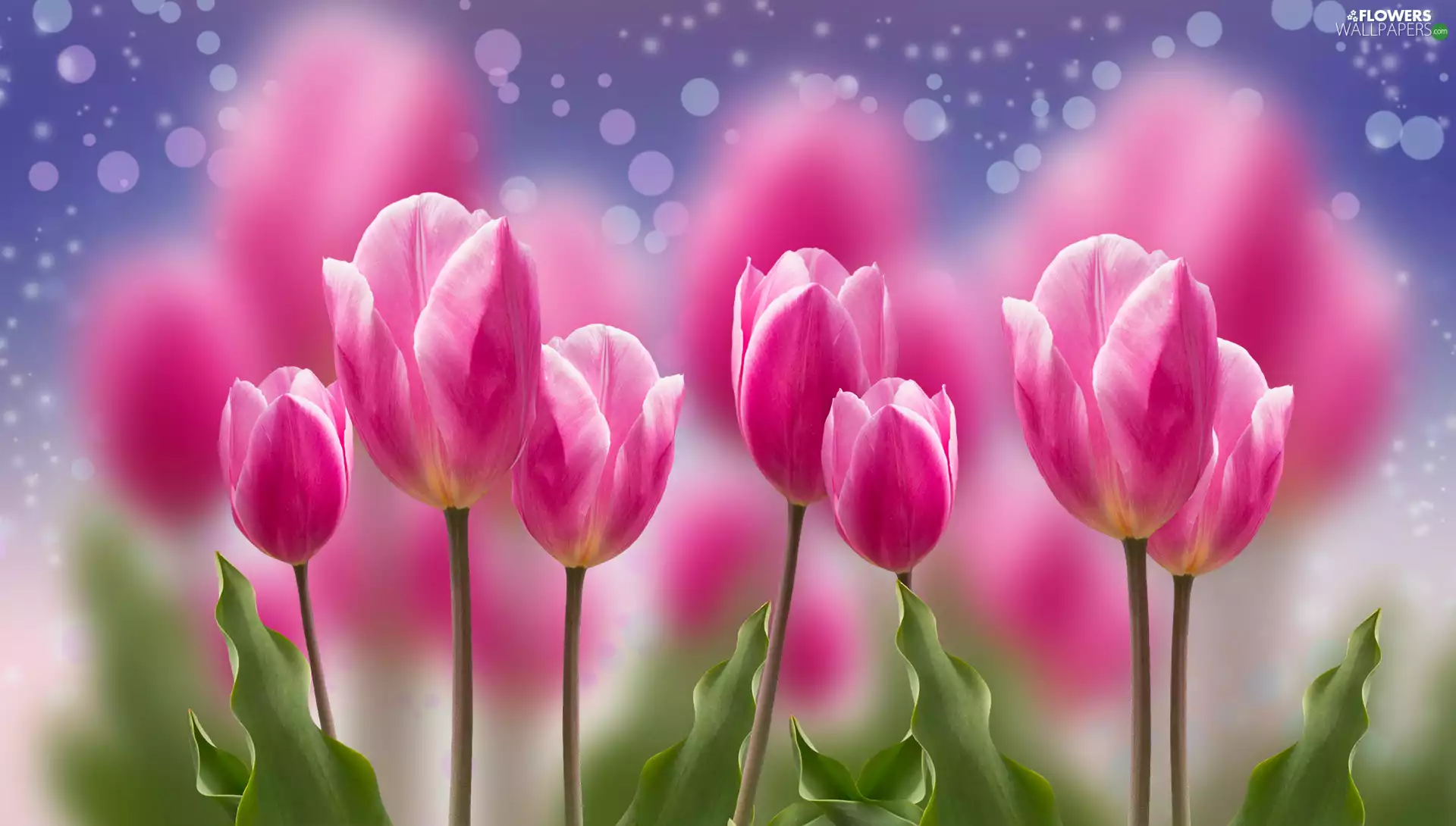 Flowers, Tulips, blur, Pink