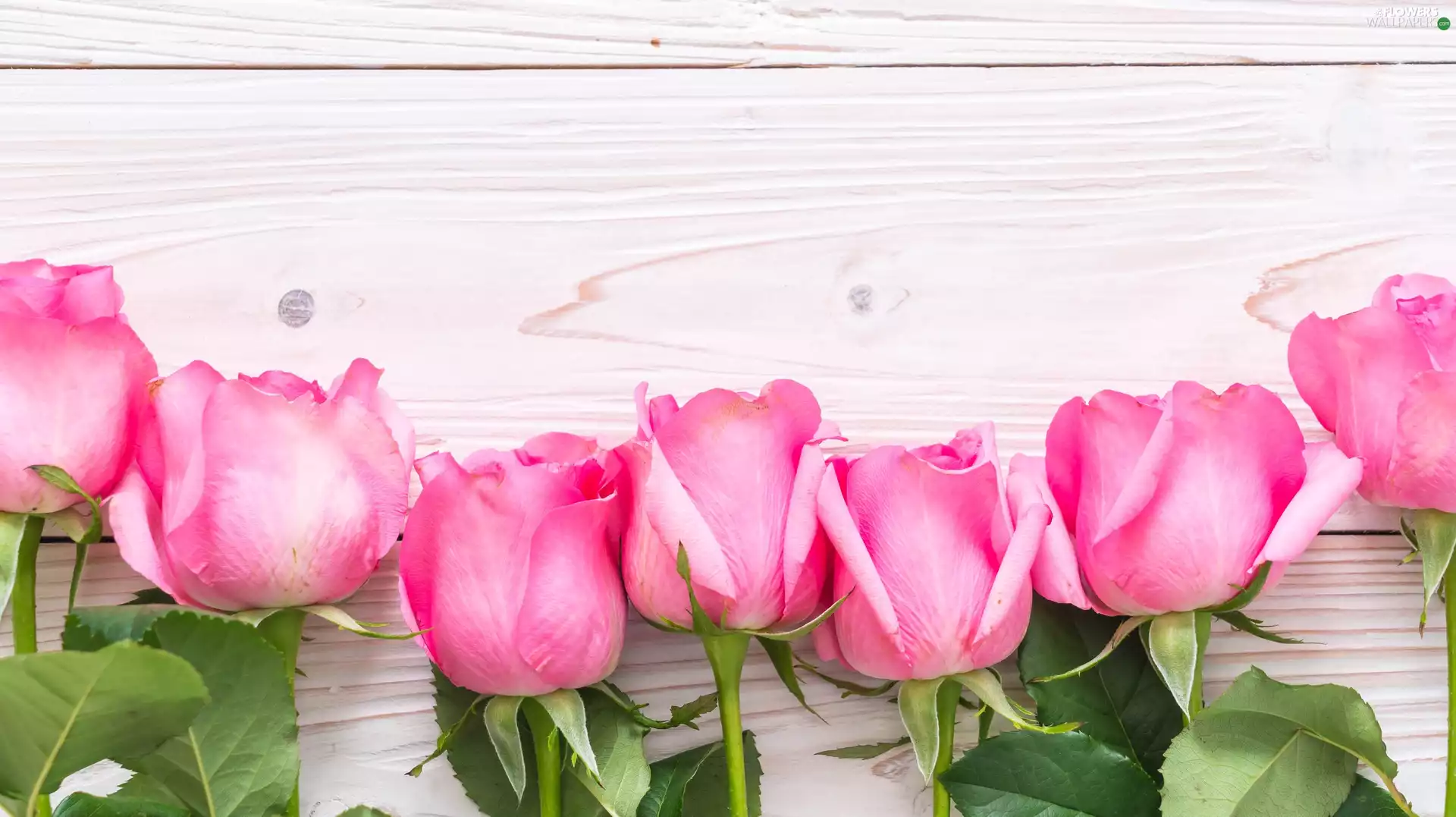 Flowers, roses, boarding, Pink