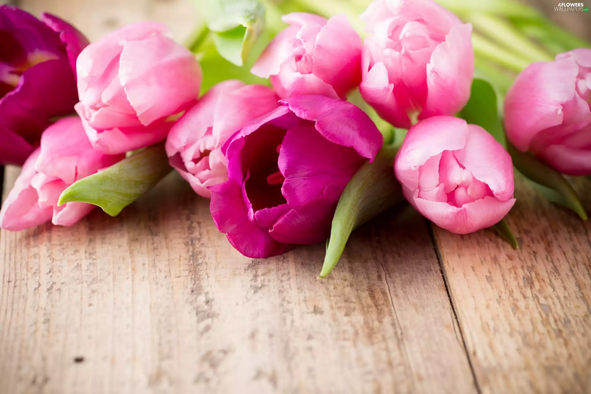 Flowers, Tulips, boarding, Pink