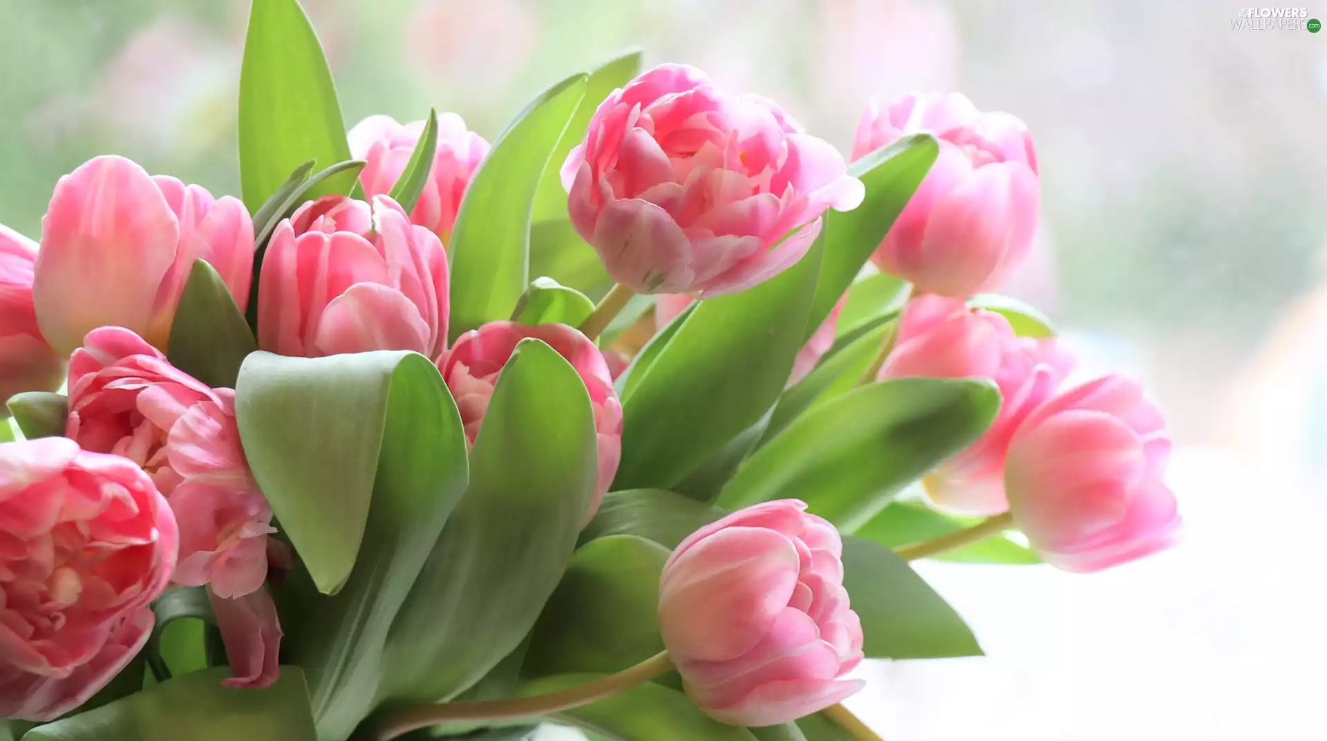 Flowers, Tulips, bouquet, Pink
