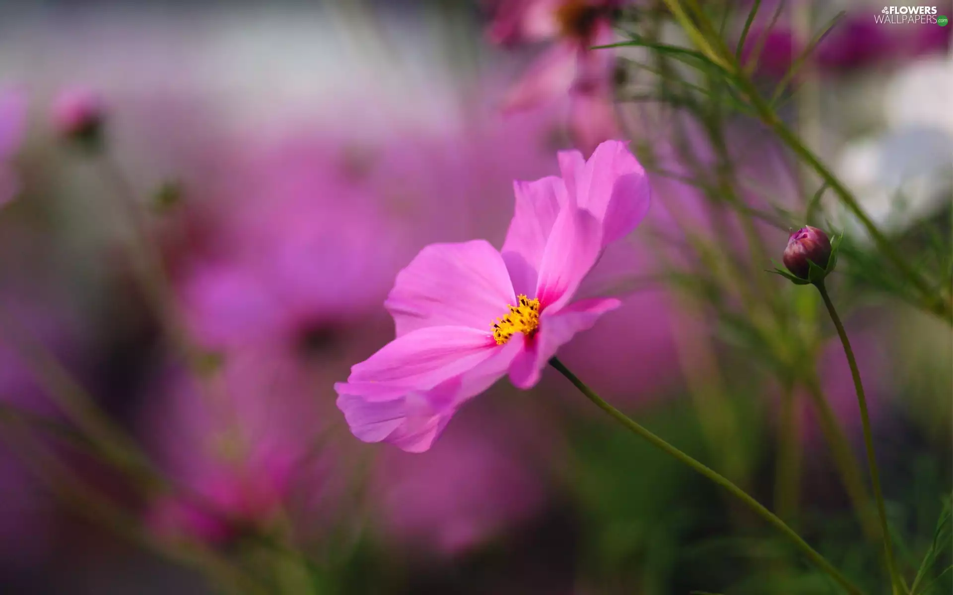 Flowers, Cosmos, Buds, Pink