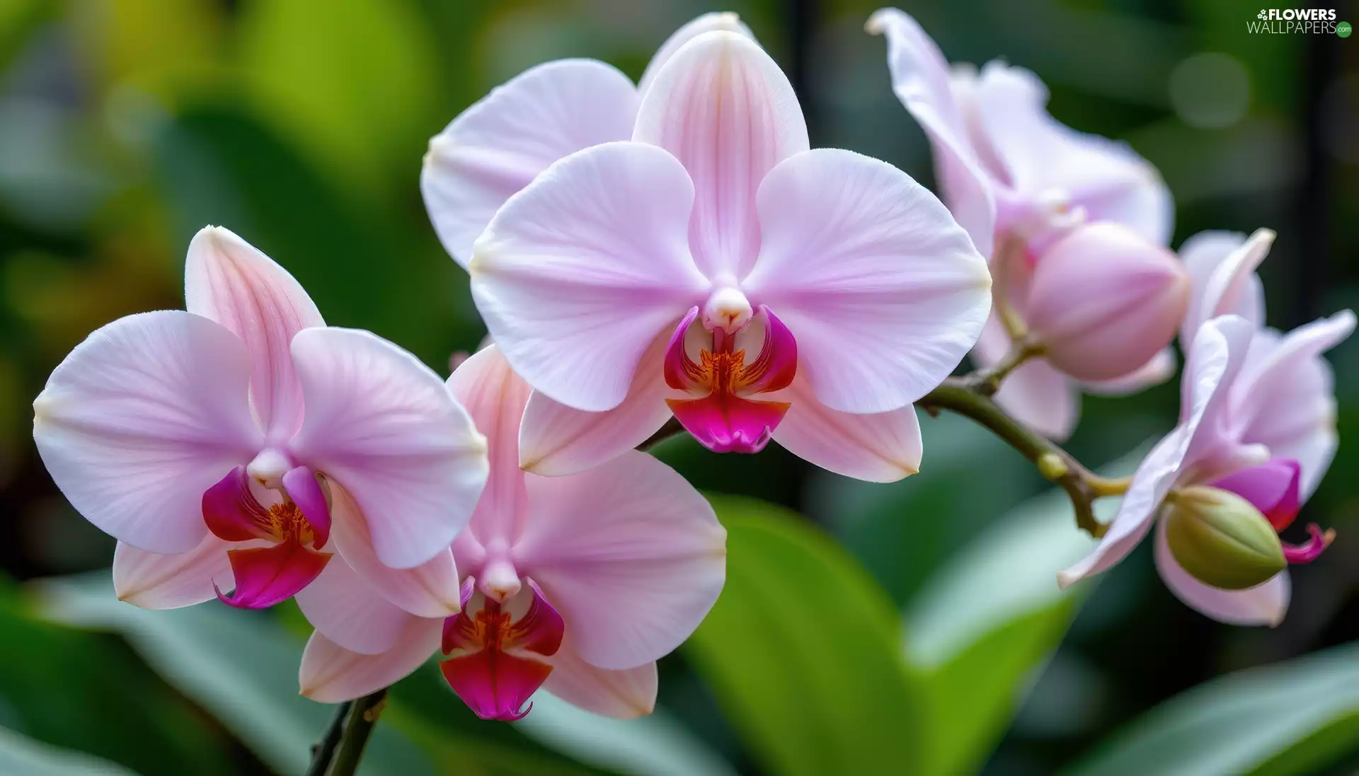 Flowers, orchids, Buds, Pink