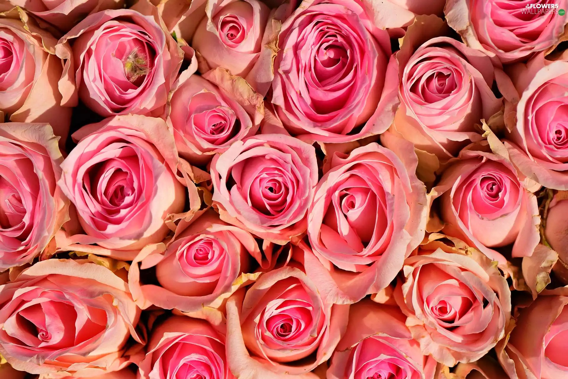 Flowers, roses, Buds, Pink