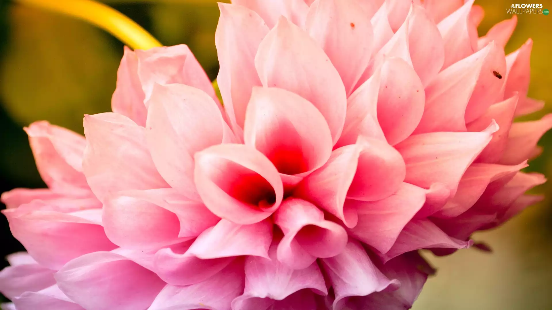 Pink, Colourfull Flowers