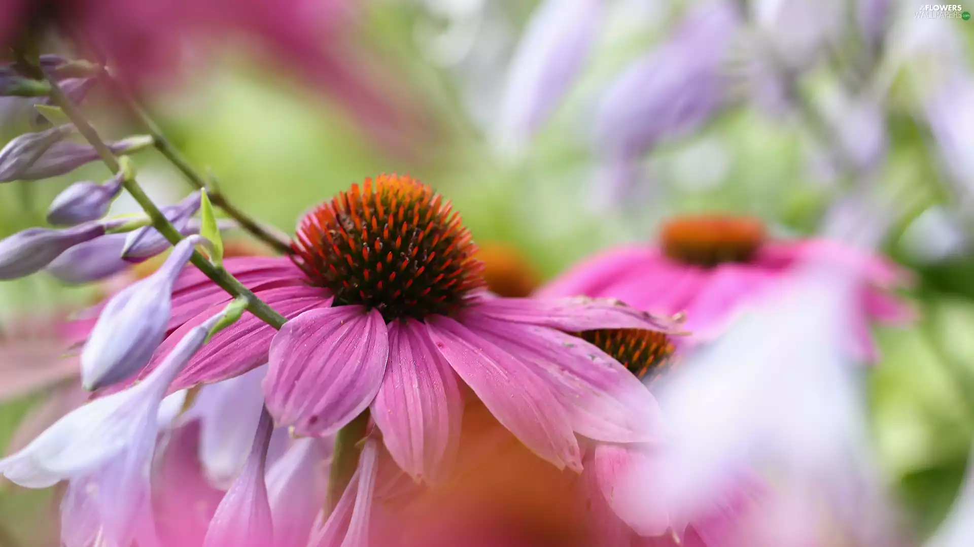 Colourfull Flowers, echinacea, Pink