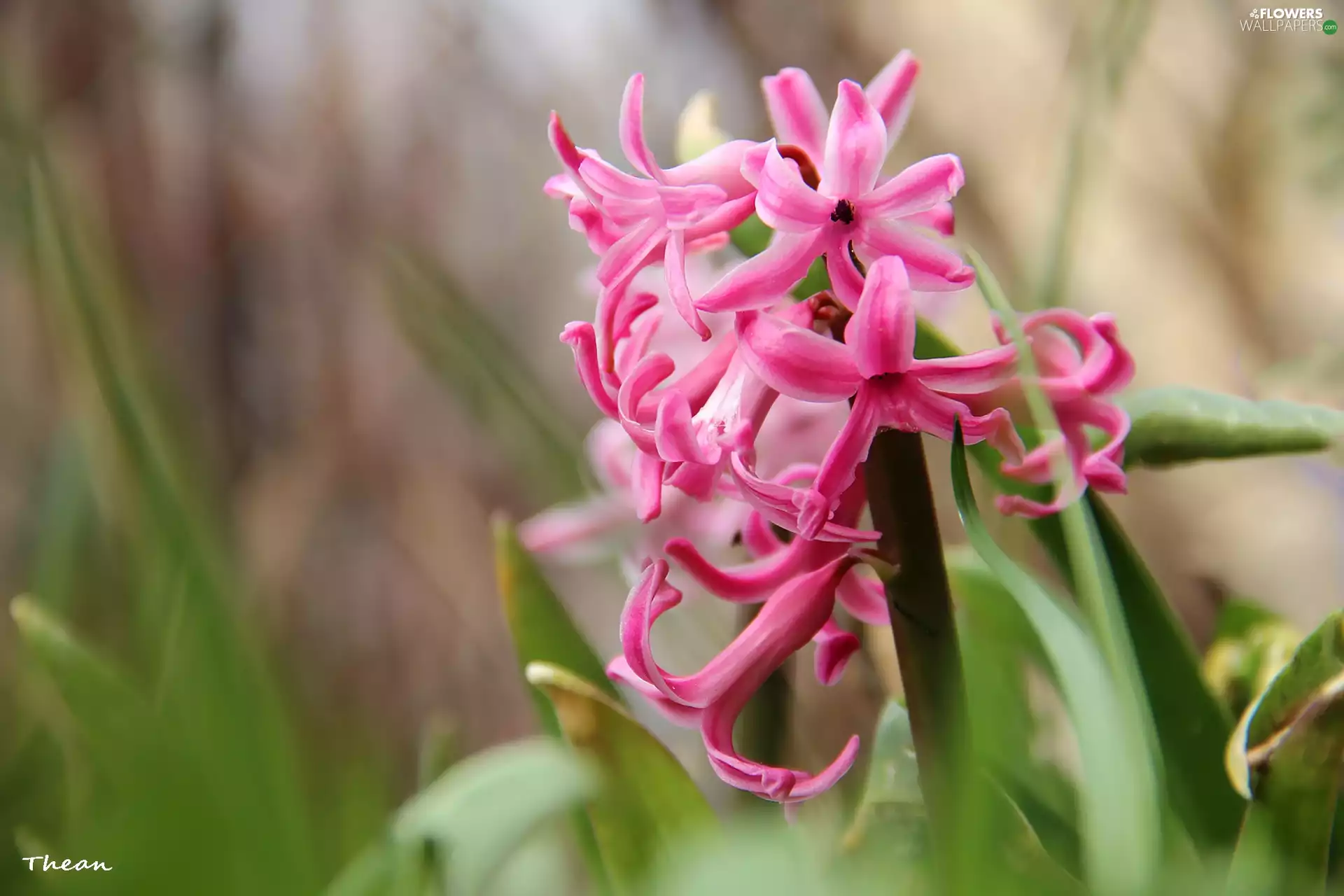 Colourfull Flowers, hyacinth, Pink