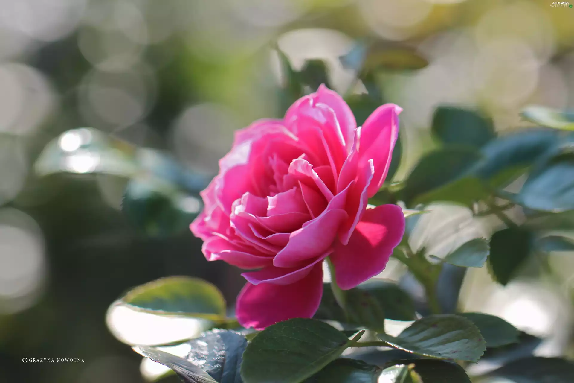 Colourfull Flowers, rose, Pink