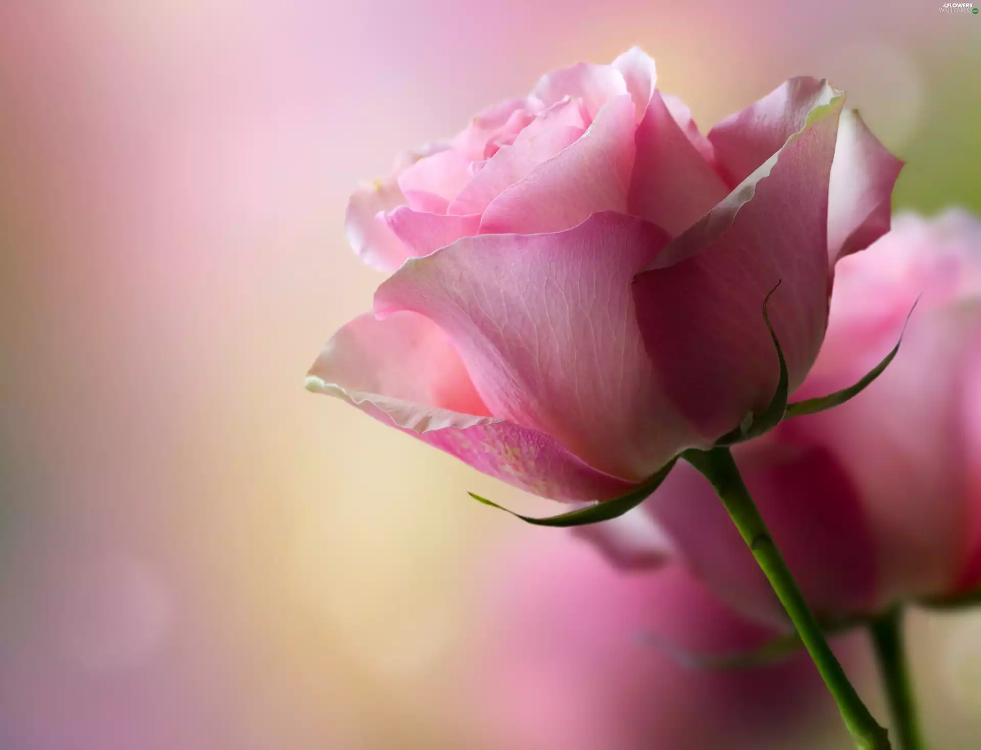 Colourfull Flowers, rose, Pink