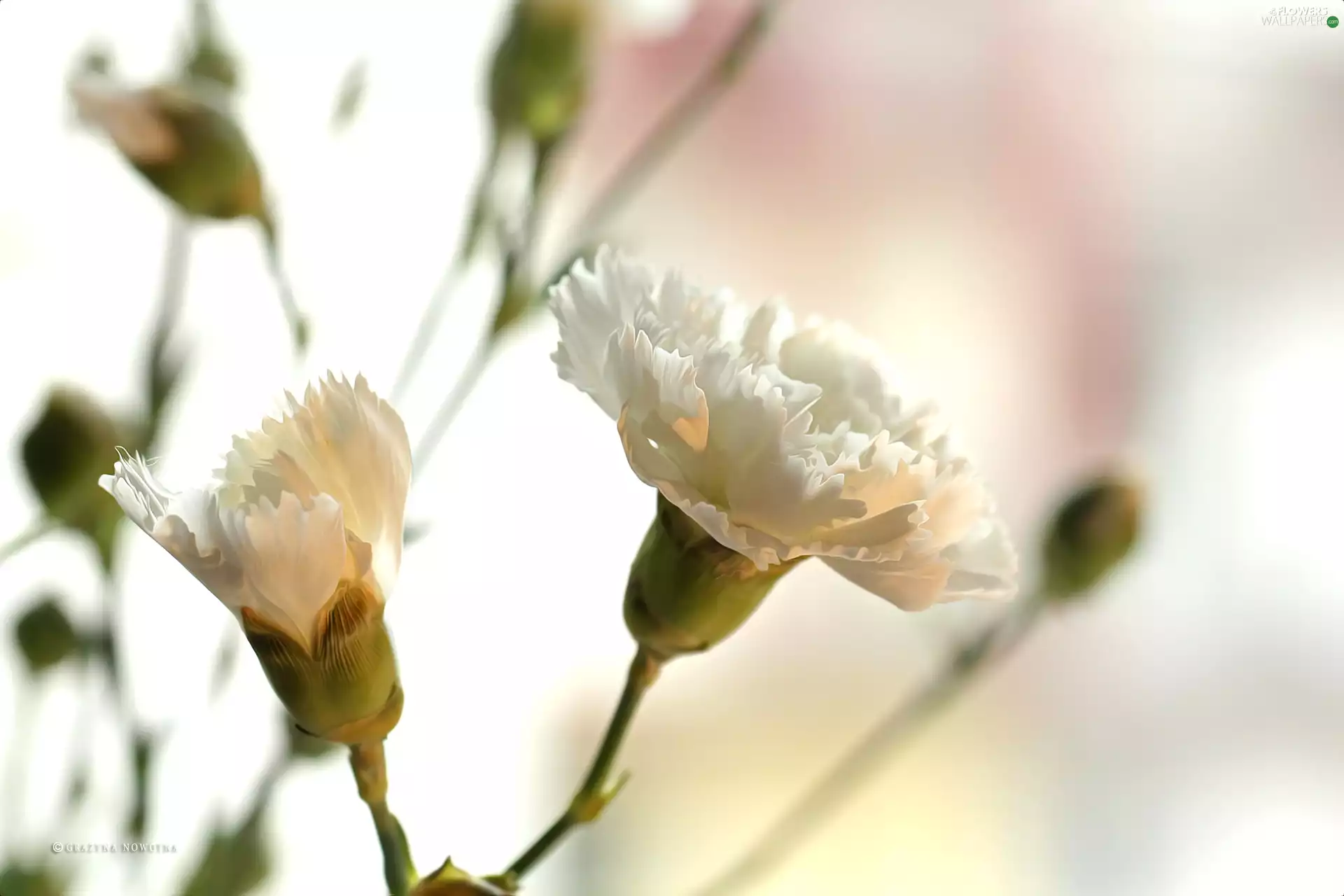 Colourfull Flowers, White, pink