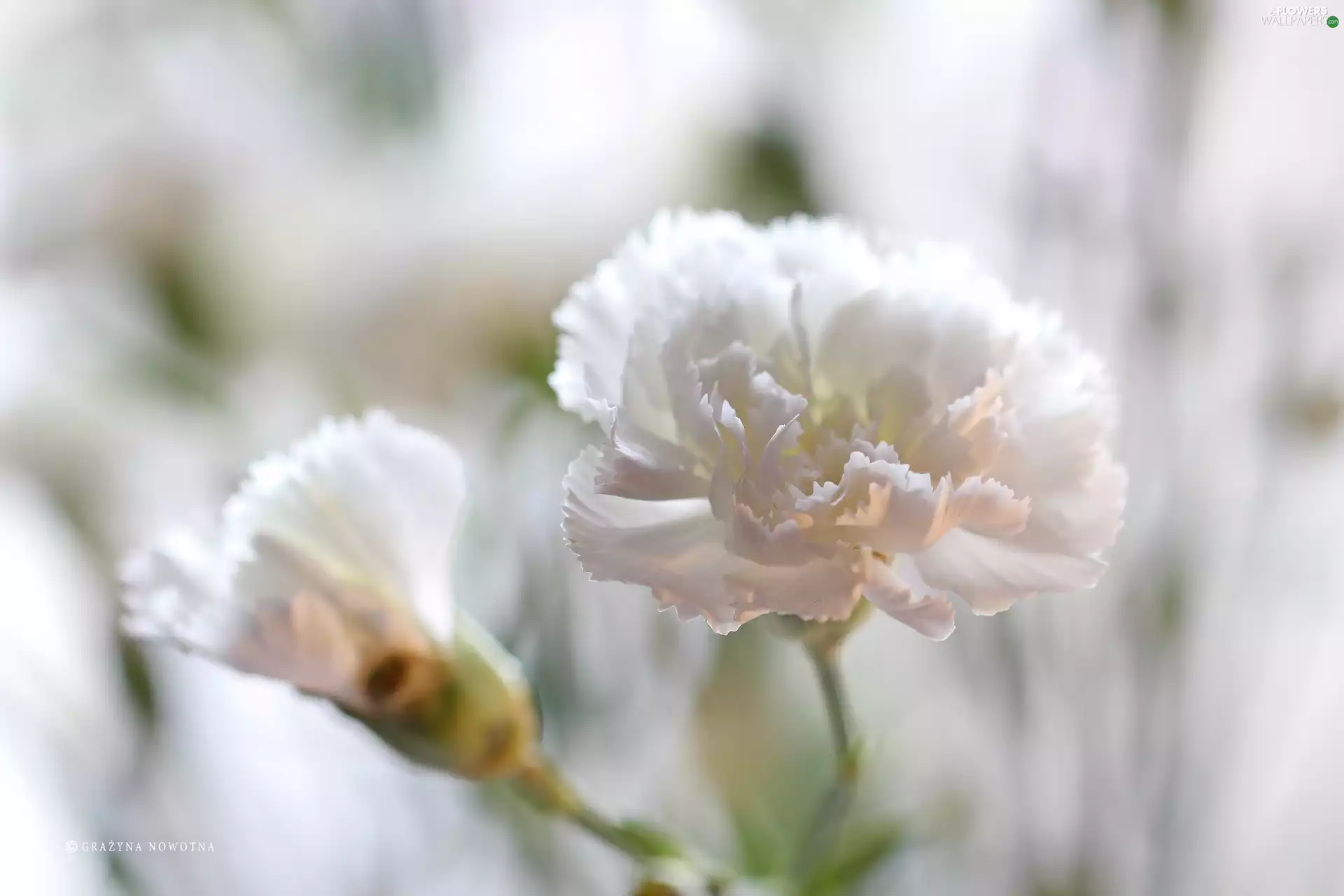 Colourfull Flowers, White, pink