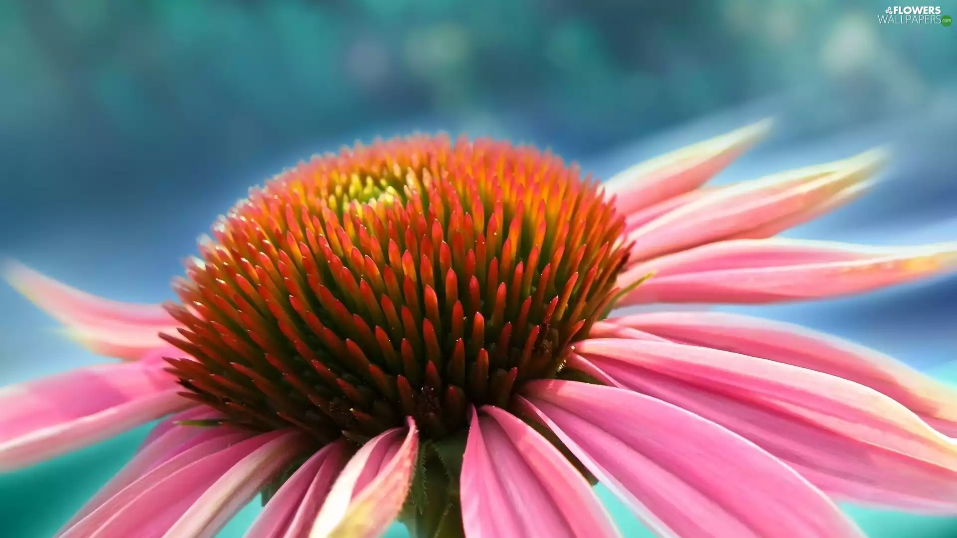 Pink, Colourfull Flowers