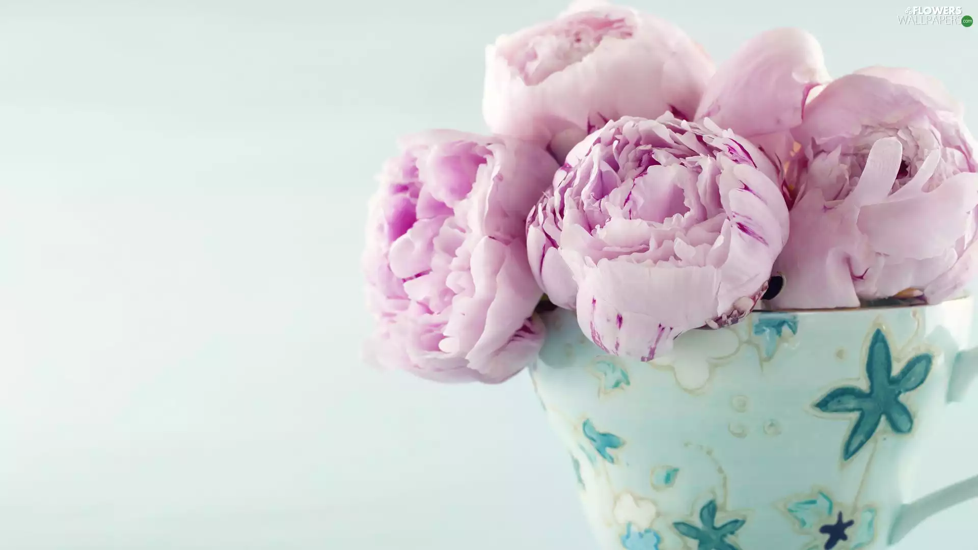 Flowers, Peonies, Cup, Pink