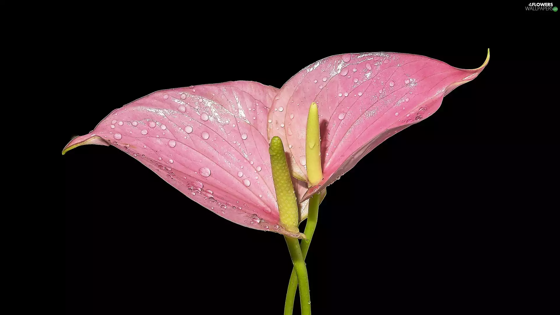 Flowers, Calla, drops, Pink