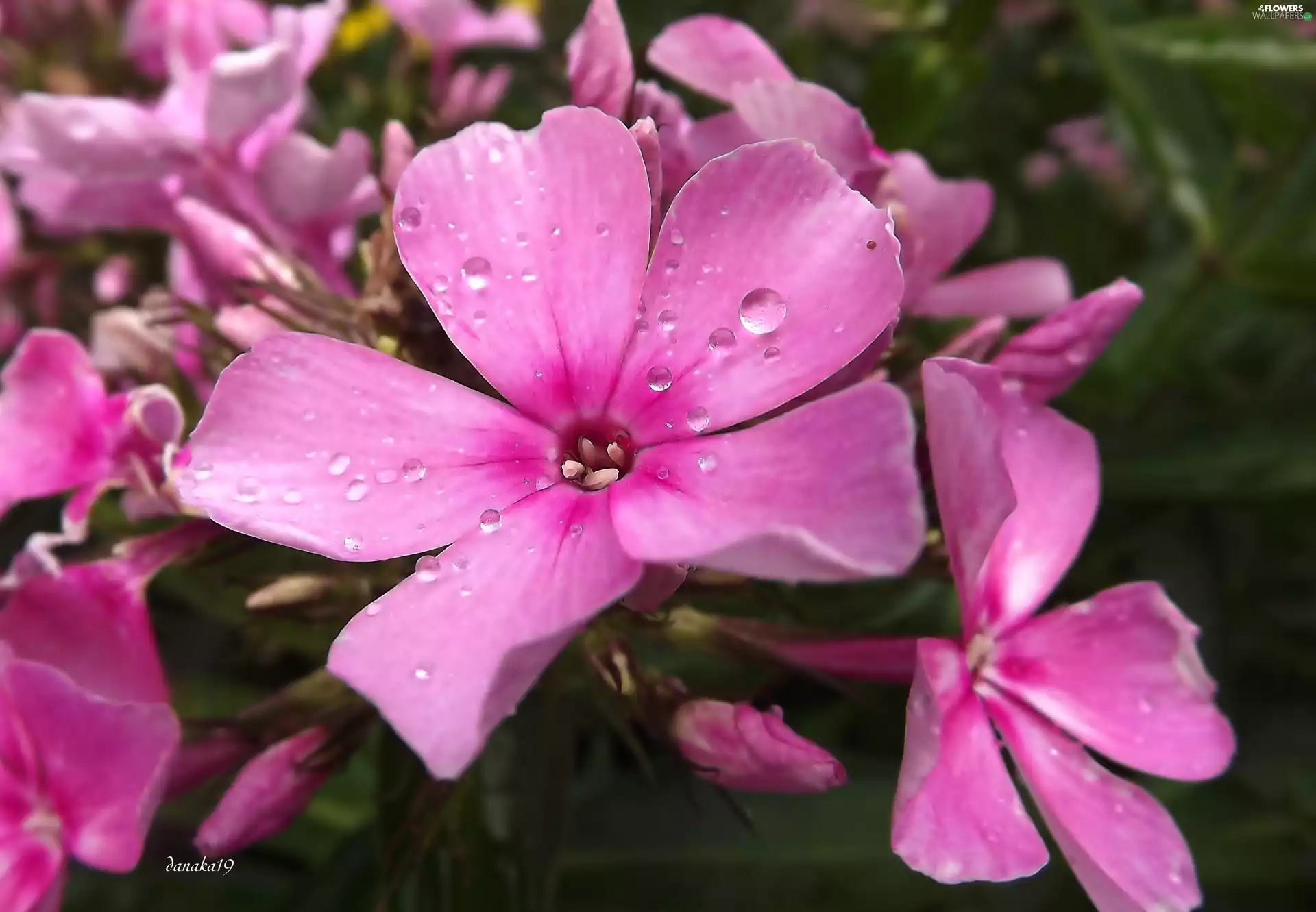 Flowers, phlox, drops, Pink