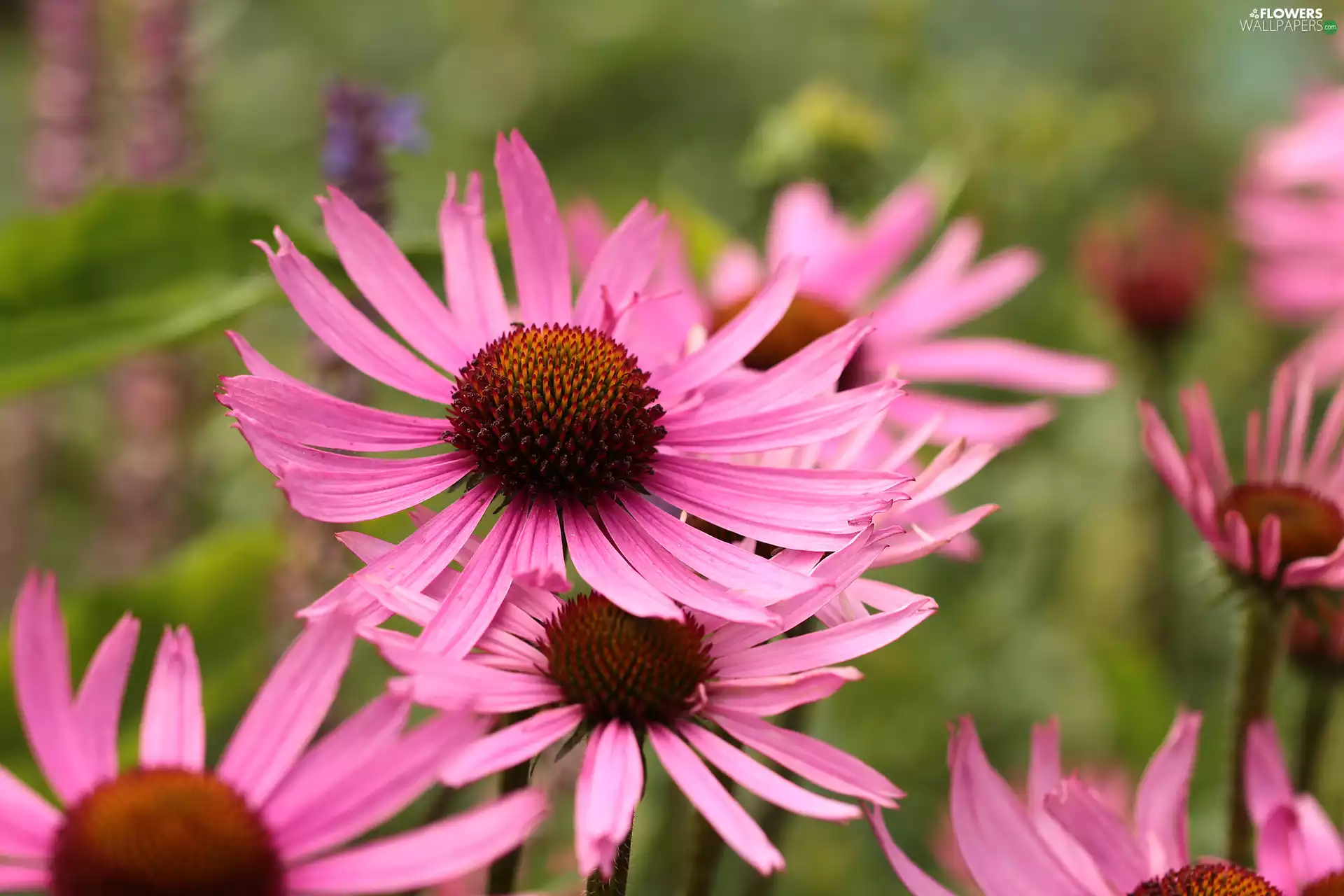 Pink, echinacea, Flowers