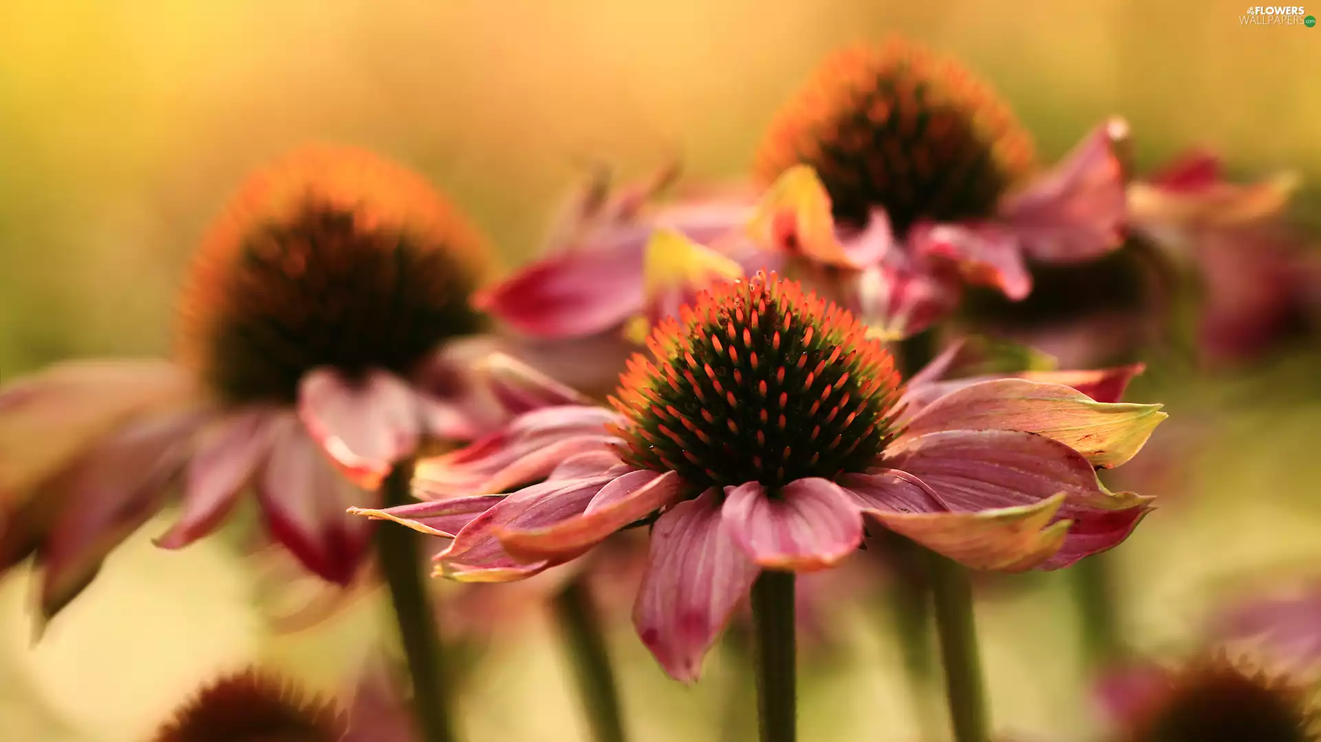 Pink, echinacea, Flowers