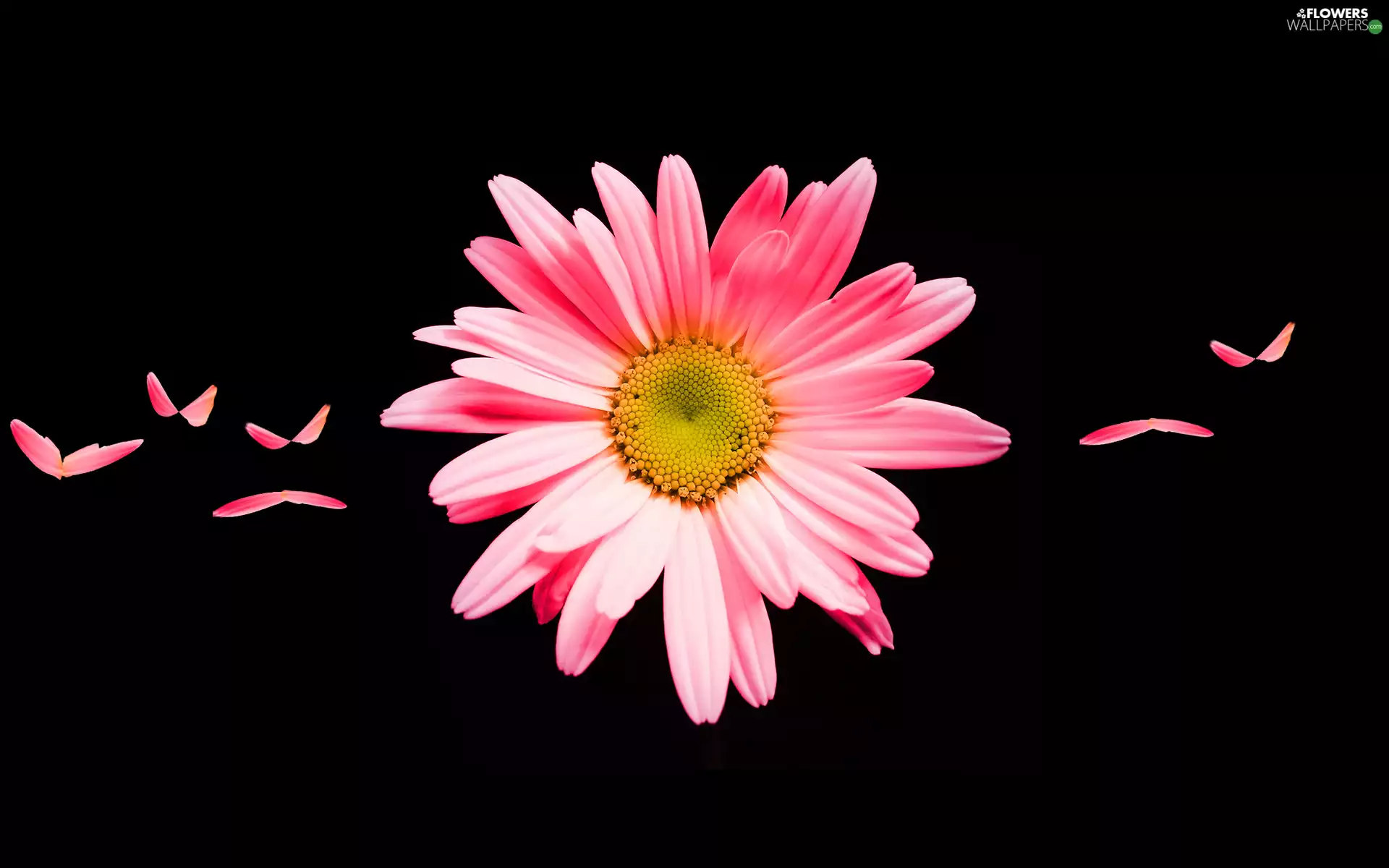 Flowers, daisy, flakes, Pink