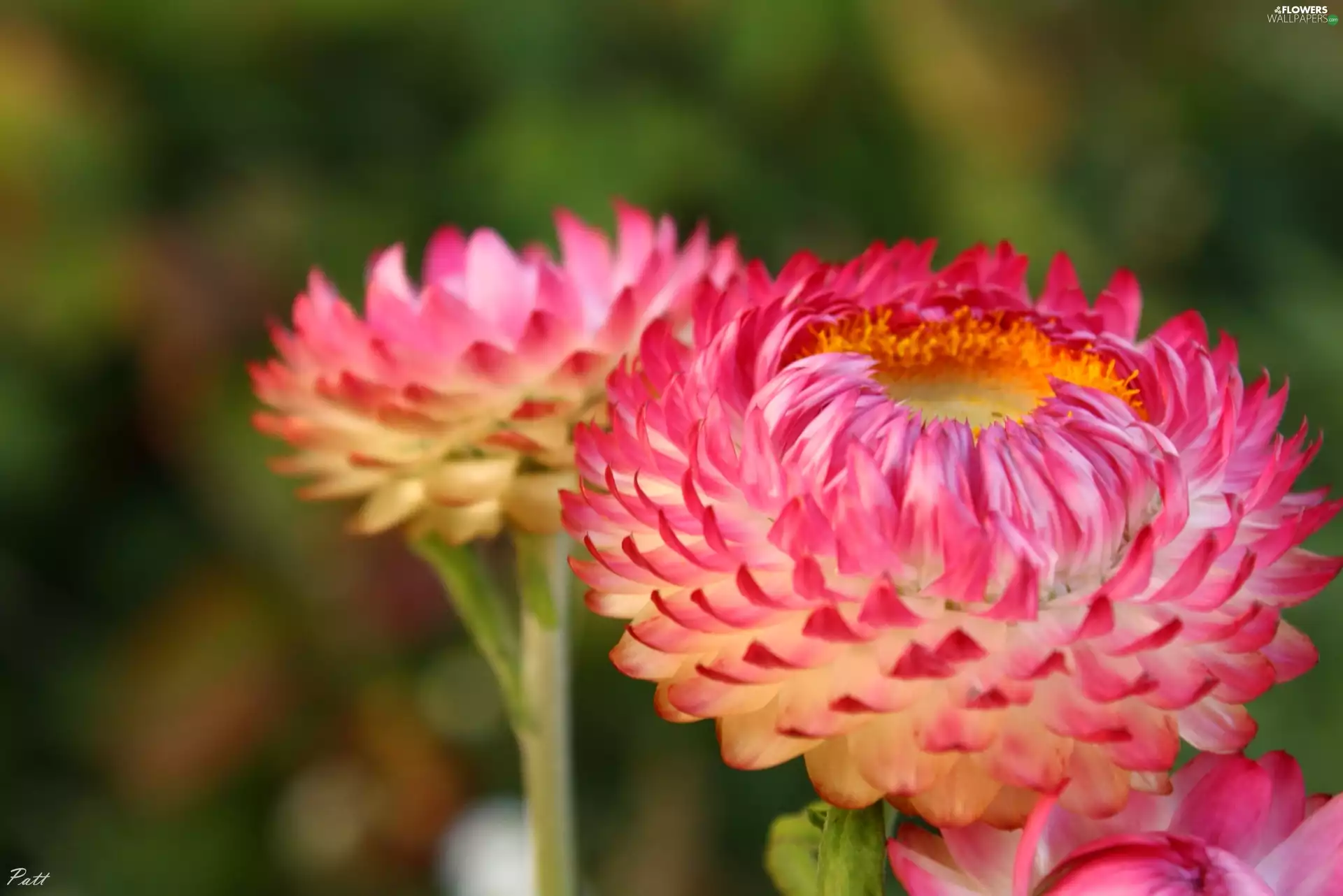 Flowers, Kocanka garden, Pink