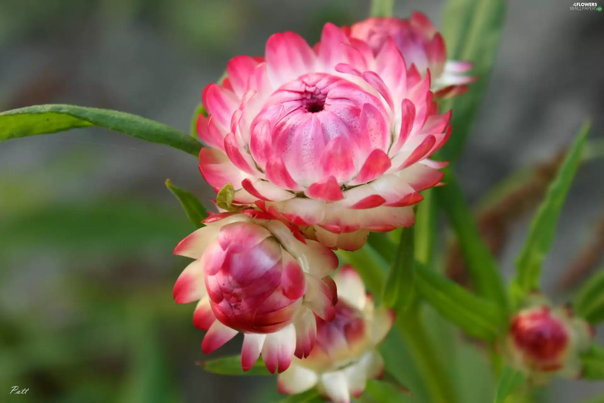 Flowers, Kocanka garden, Pink
