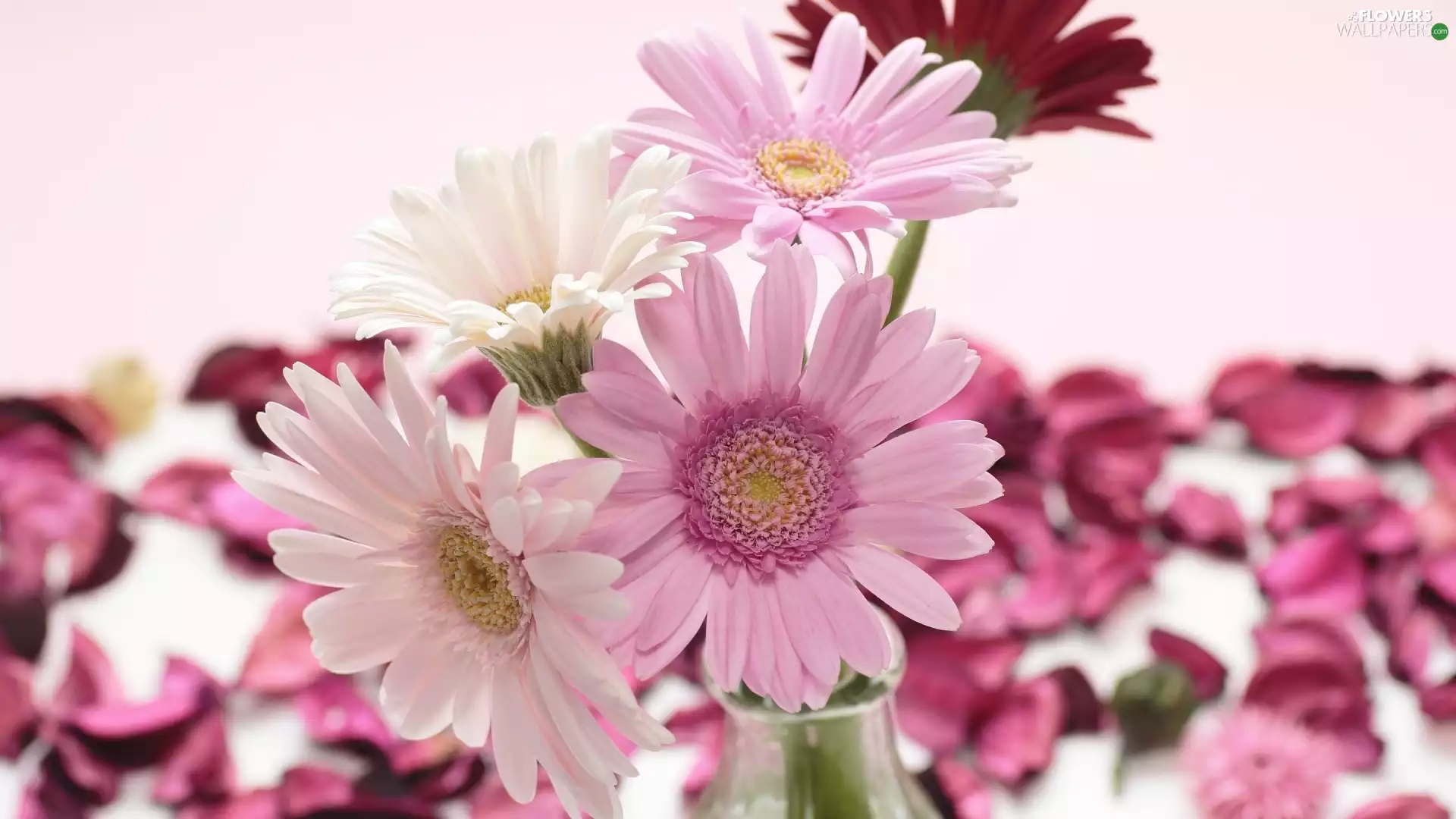 Pink, gerberas, Flowers
