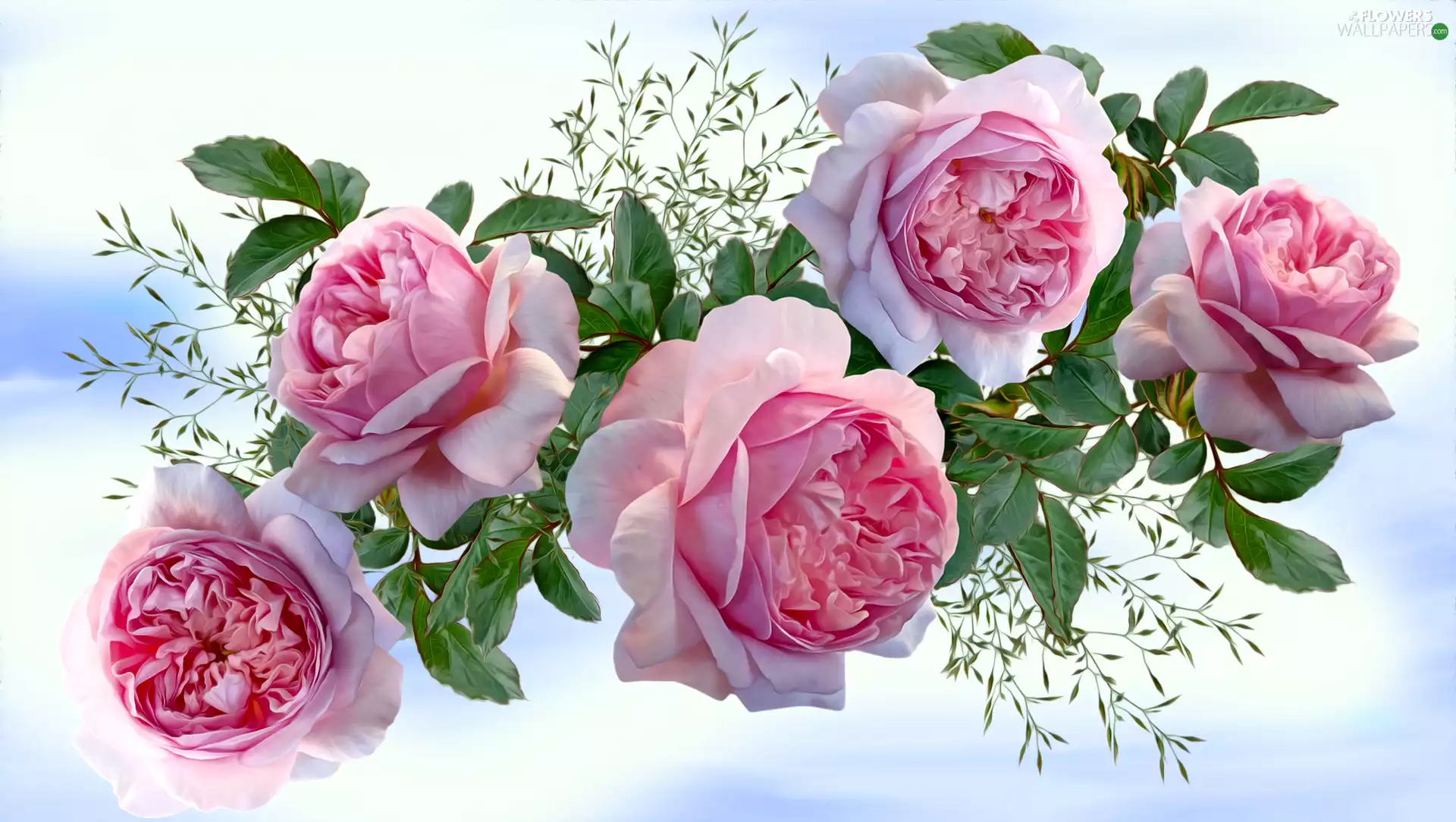 bright background, graphics, Pink, roses, Flowers