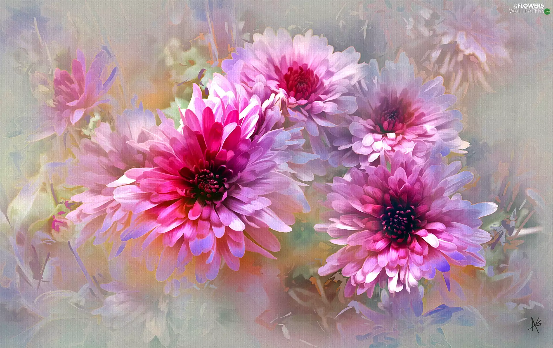 Flowers, Chrysanthemums, graphics, Pink