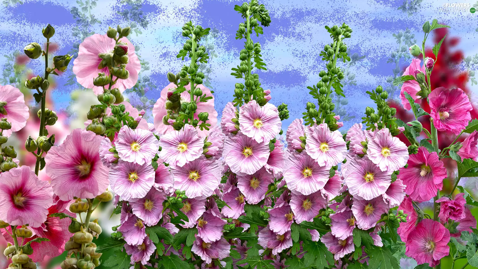 Flowers, Hollyhocks, graphics, Pink