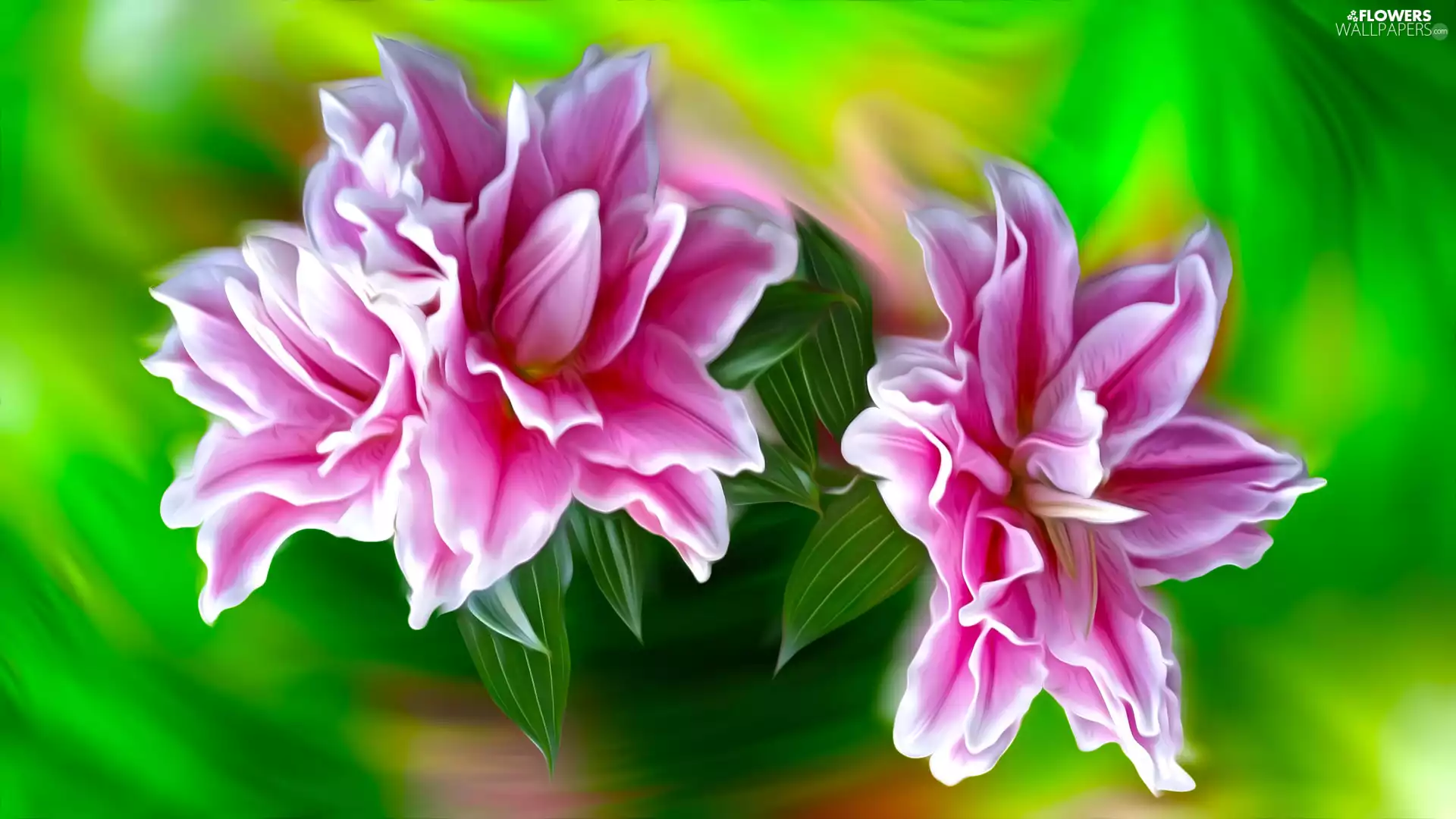 Flowers, lilies, graphics, Pink