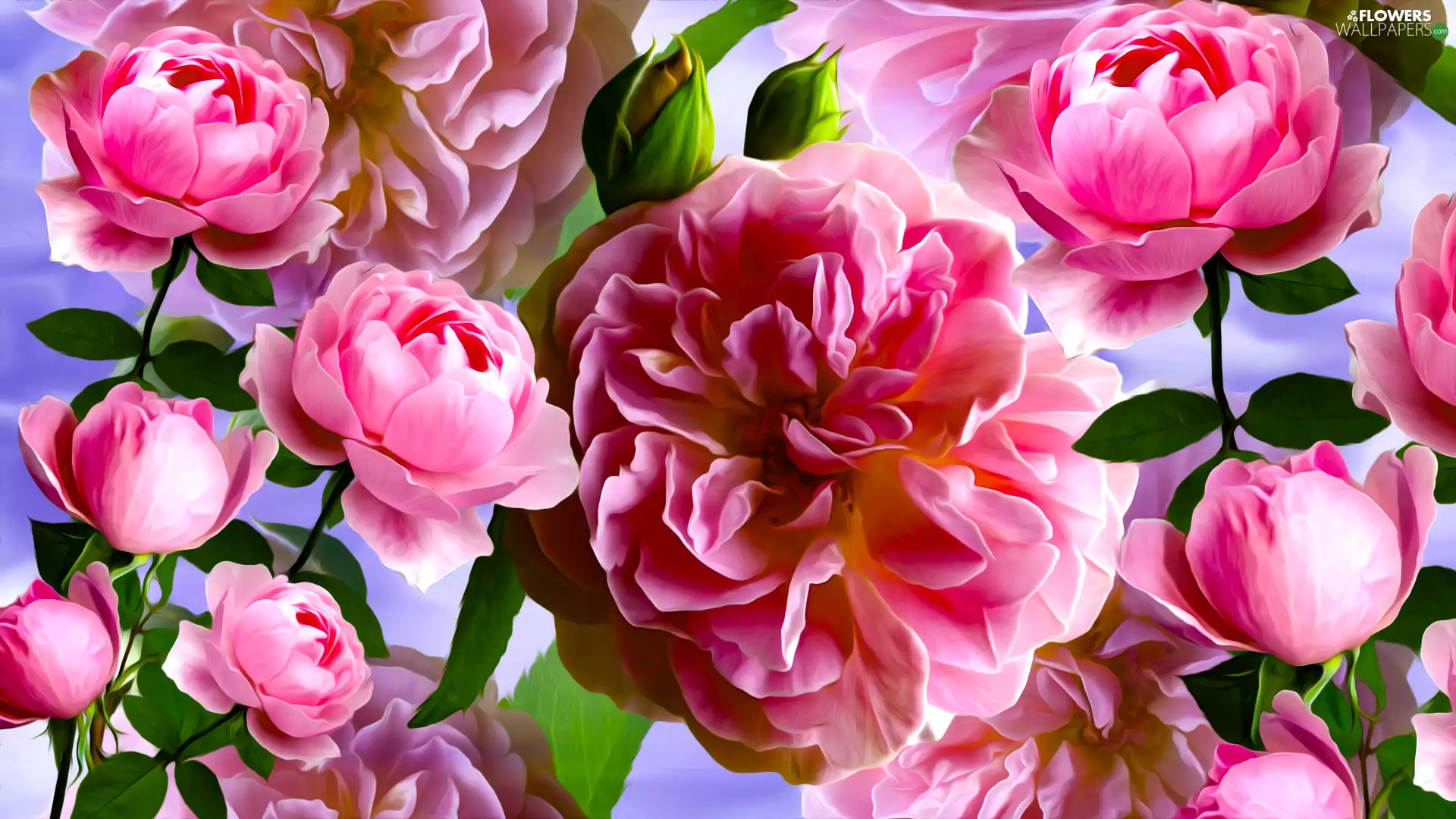 Flowers, roses, graphics, Pink