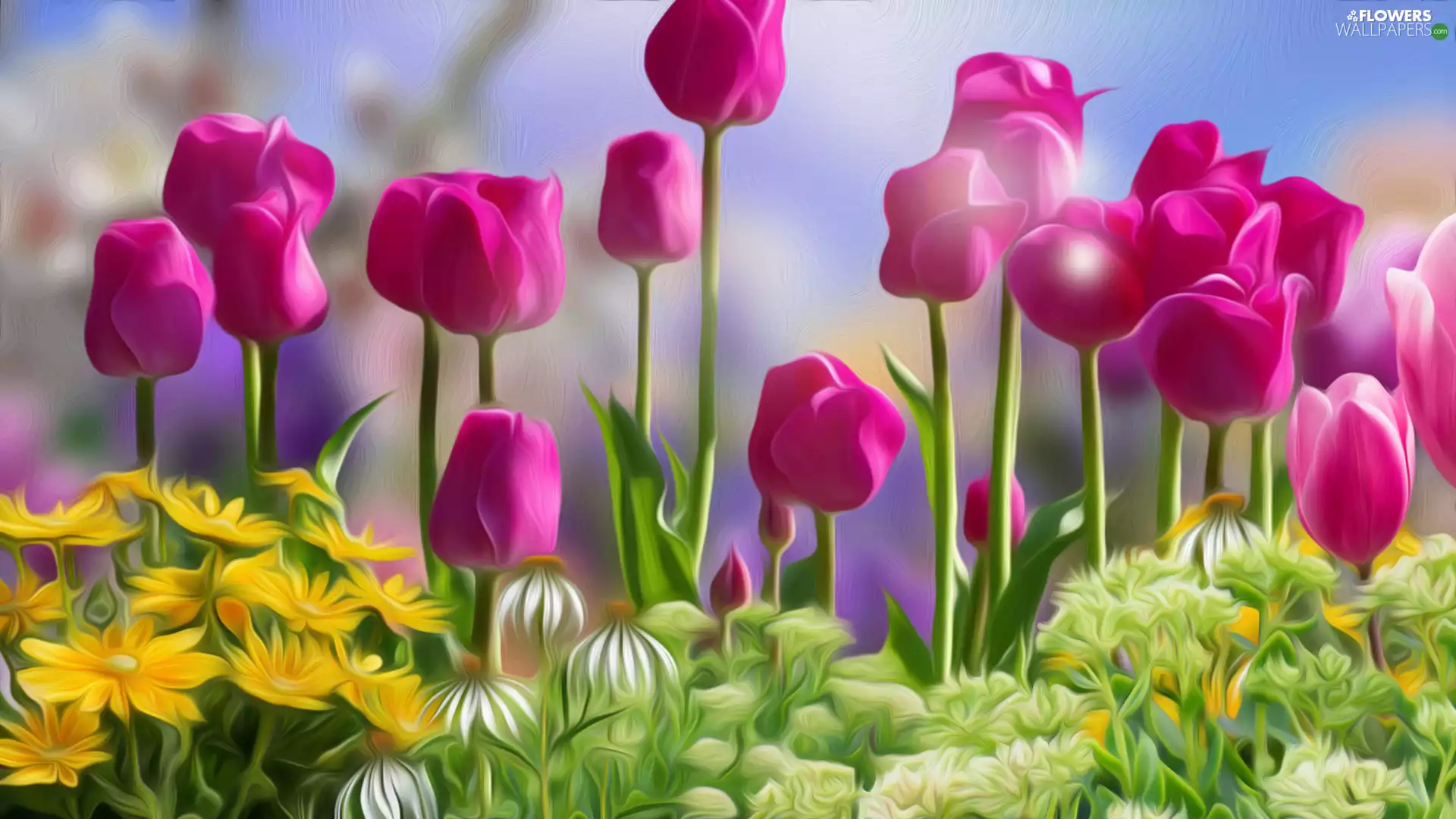 Flowers, Tulips, graphics, Pink