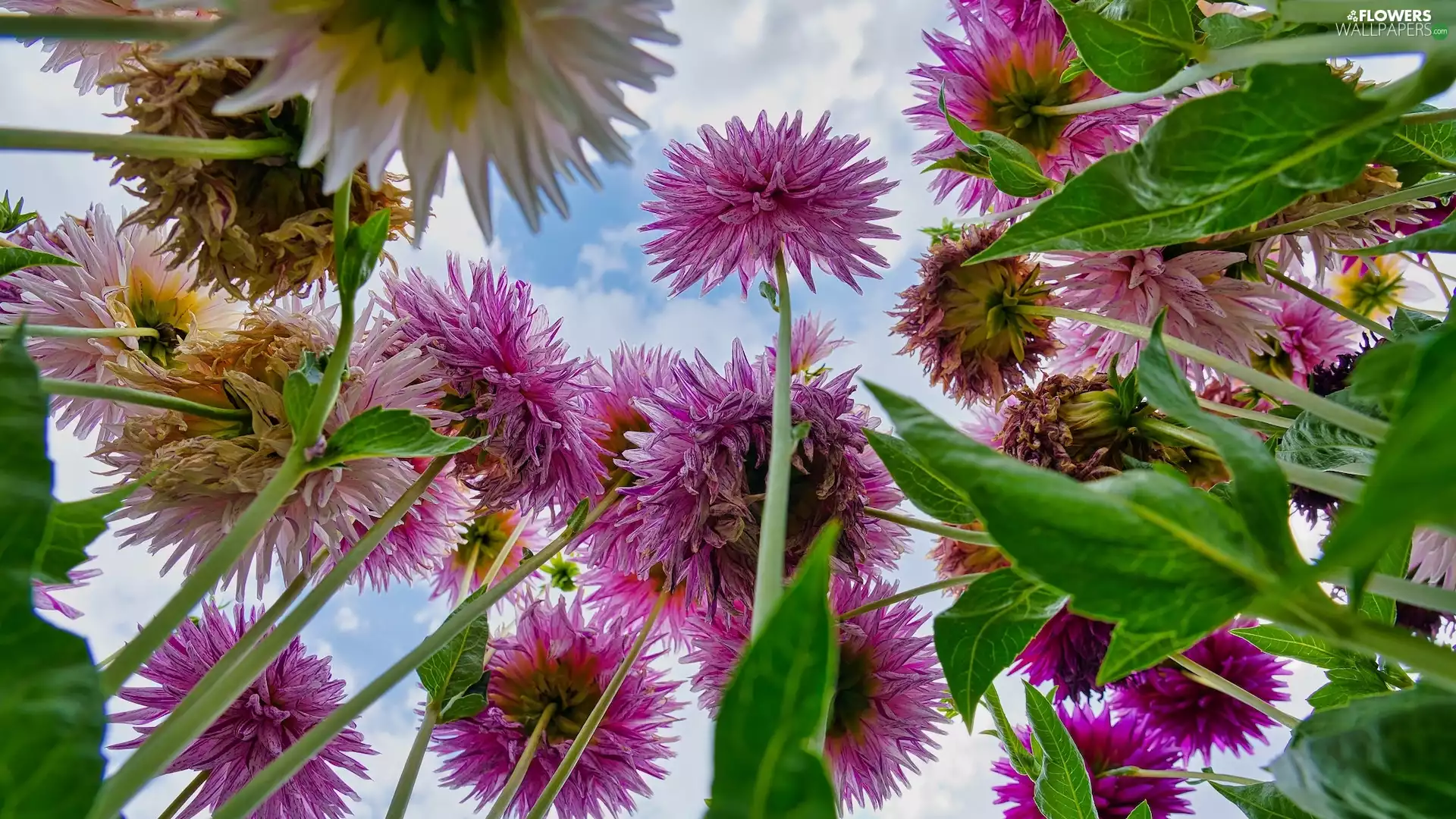 Flowers, dahlias, Leaf, Pink