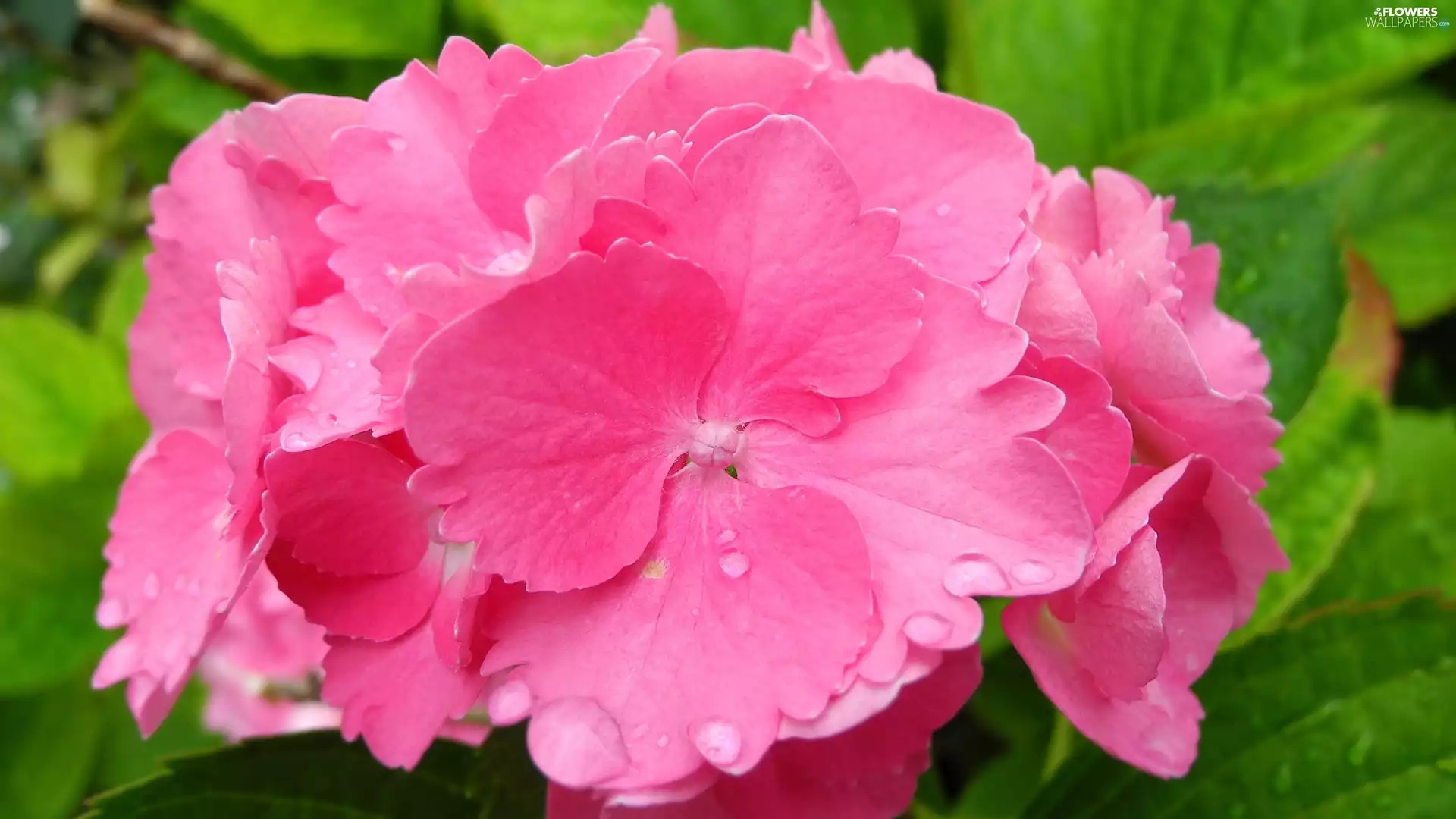 Flowers, hydrangea, Leaf, Pink