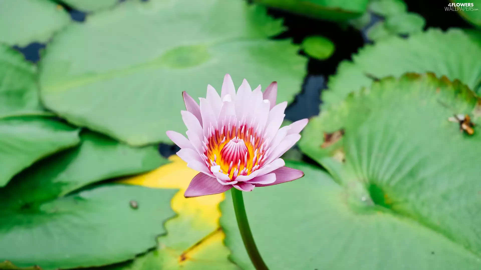Flowers, lotus, Leaf, Pink