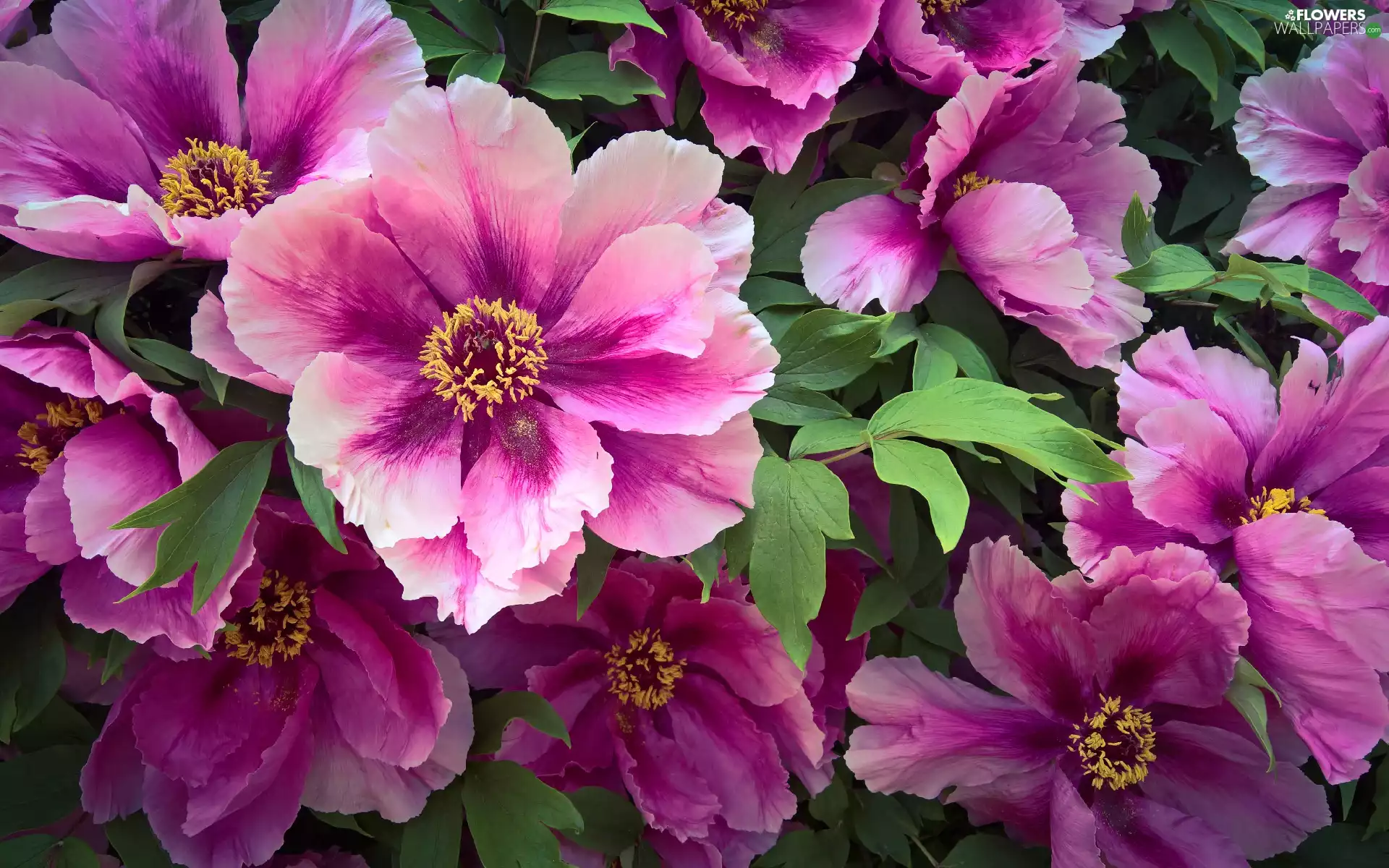 Flowers, Peonies, Leaf, Pink