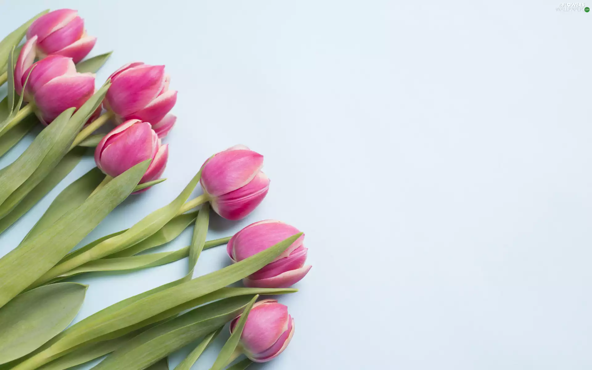 Flowers, Tulips, Leaf, Pink