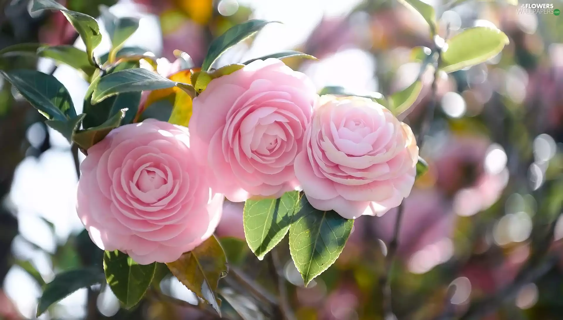 Flowers, Camellias, leaves, Pink