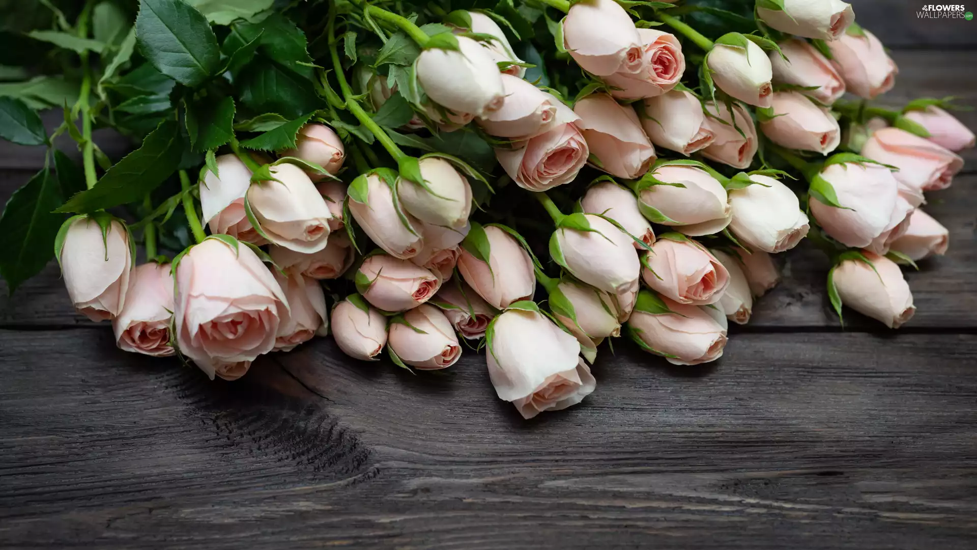 bouquet, Buds, Light pink, roses, Flowers