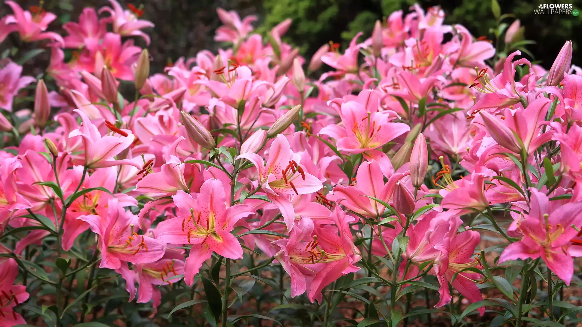 Flowers, bloom, lilies, Pink