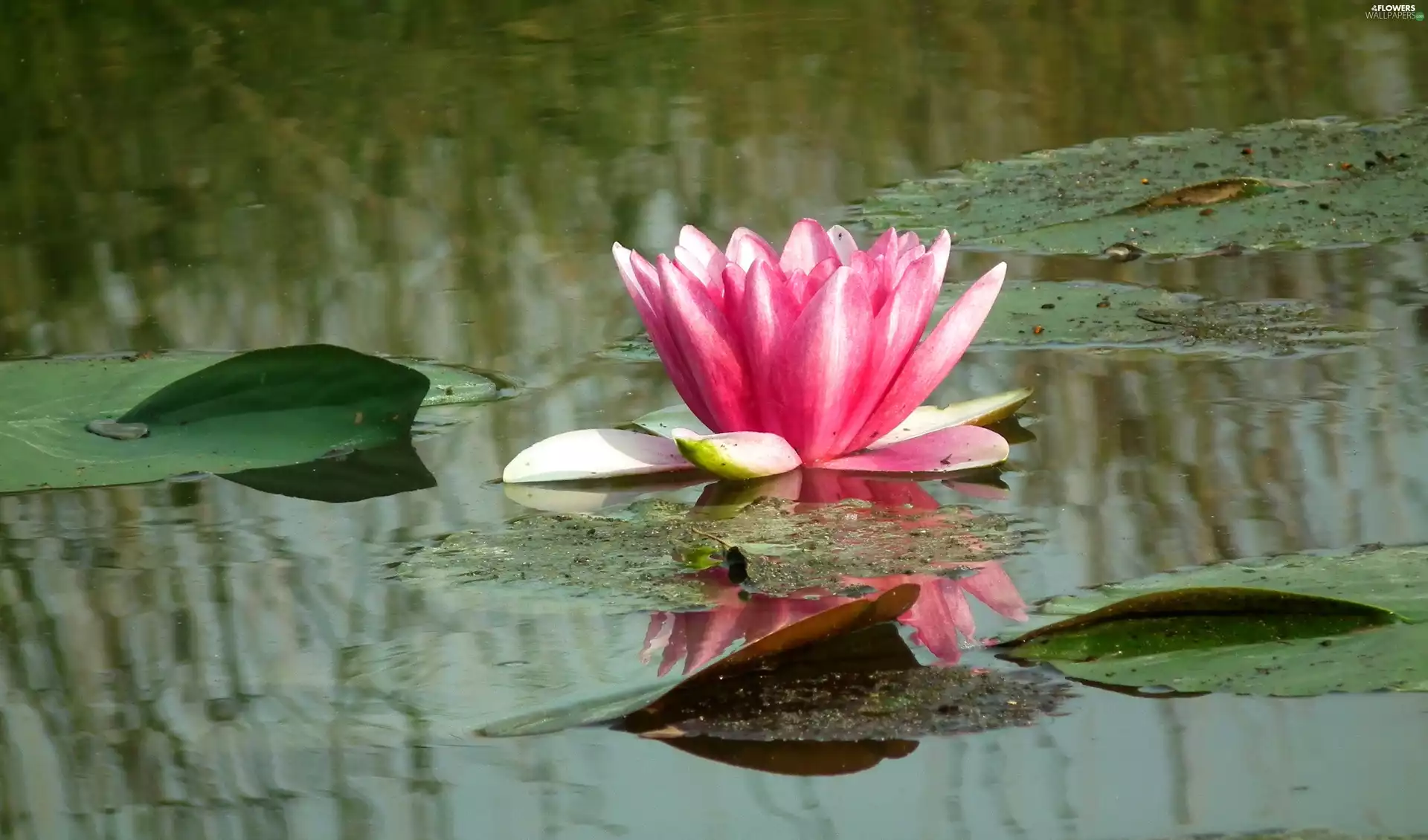 nature, water-lily, Pink, Colourfull Flowers