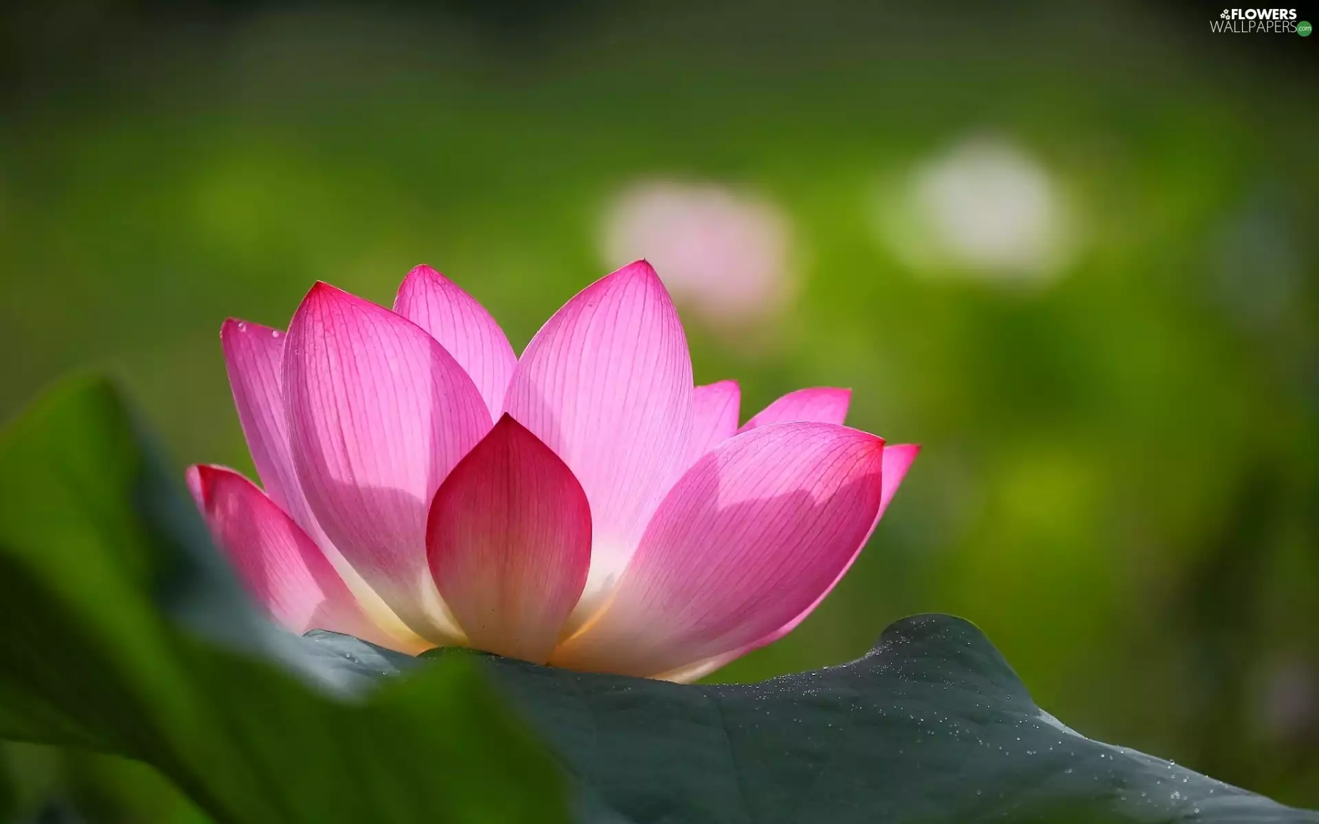 flakes, Leaf, lotus, Pink, Colourfull Flowers