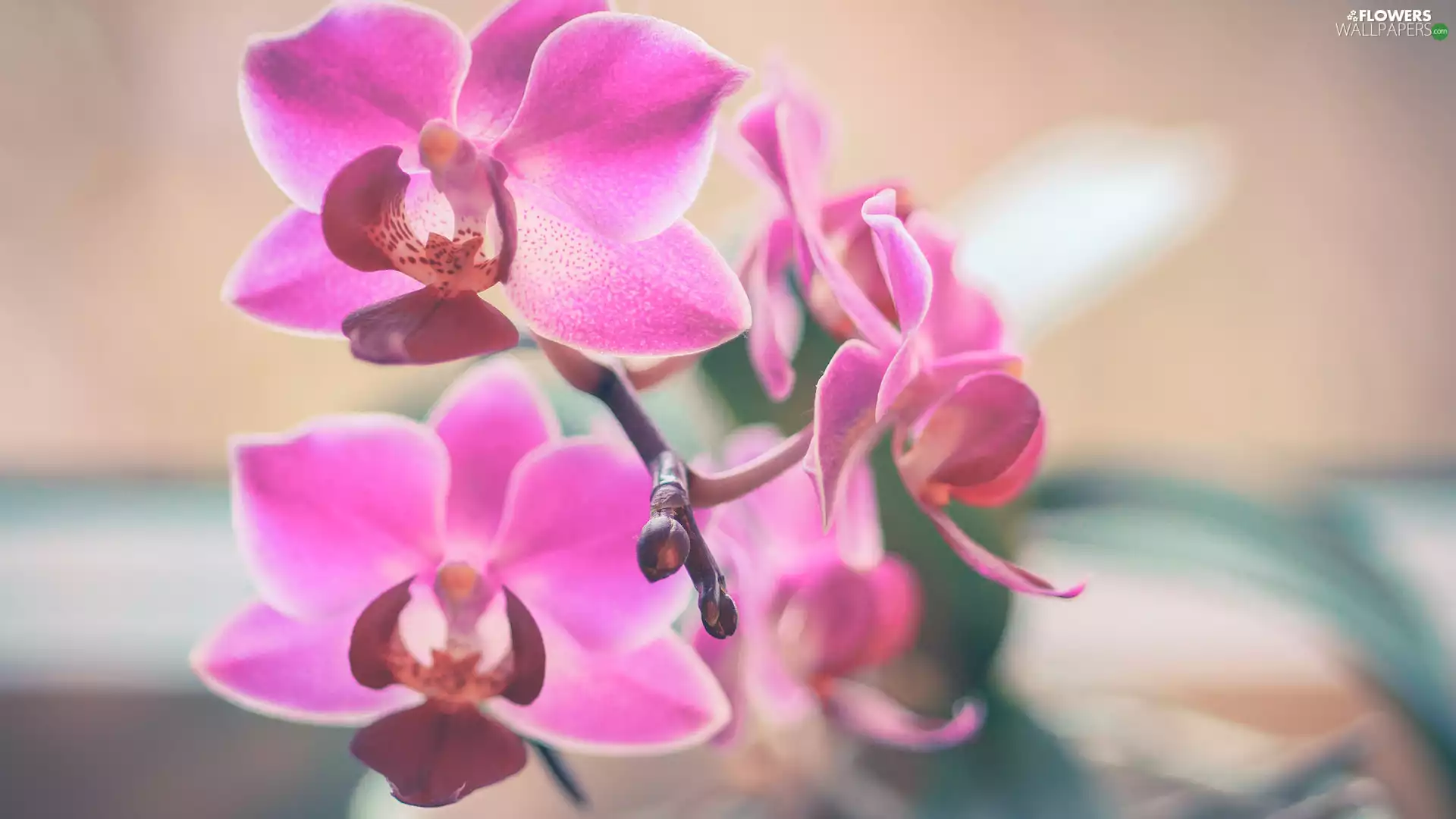 Flowers, orchid, orchid, Pink