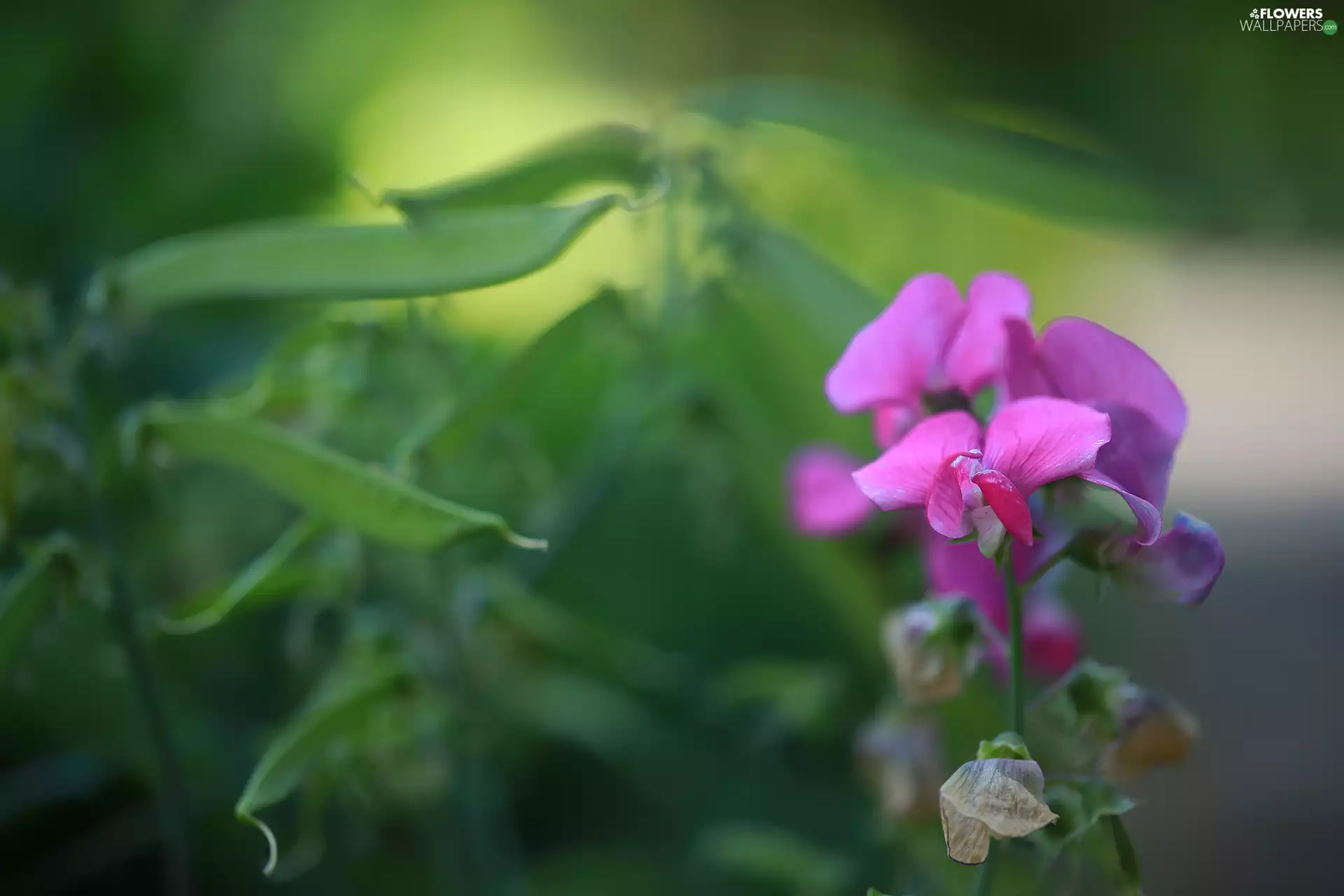 Flowers, Fragrant Peas, Pink