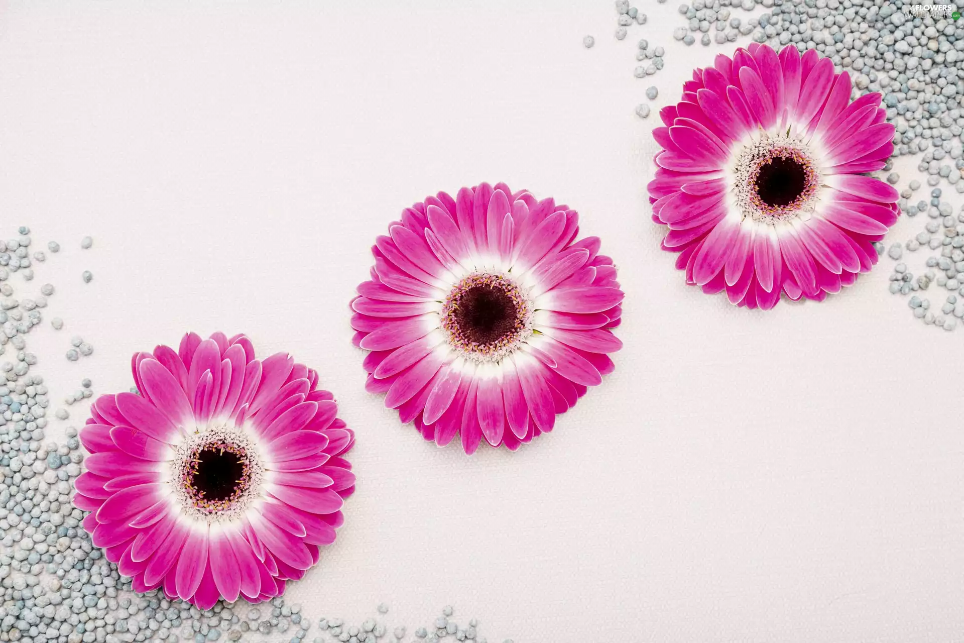 Flowers, gerberas, pebbles, Pink