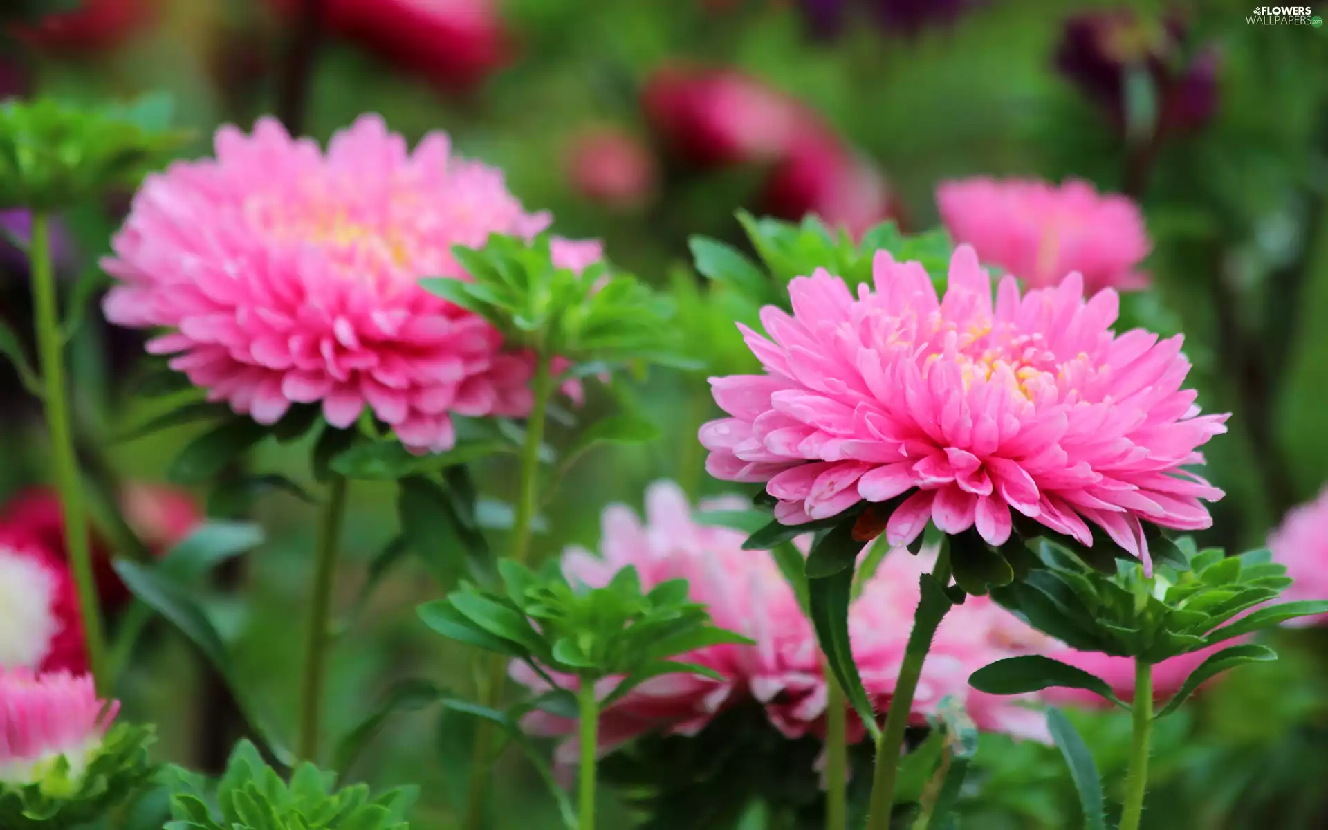 Flowers, Astra, rapprochement, Pink